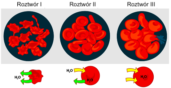 Ilustracja przedstawia trzy rysunki. Pierwszy zatytułowany jest Roztwór pierwszy. Znajduje się na niej kilka czerwonych form o falistym, nieregularnym konturze. Pod tym skupiskiem widoczna jest taka sama, ale pojedyncza forma. Odchodzą od niej dwie strzałki wskazujące poza nią H dolny indeks 2 O. Drugi rysunek, zatytułowany Roztwór drugi, przedstawia czerwone, okrągłe oraz owalne formy. Każda ma małe wklęśnięcie w środku. Poniżej znajduje się taka sama, ale pojedyncza forma. Widoczna jest jedna żółta strzałka z napisem H dolny indeks 2 O wskazująca na formę oraz jedna zielona strzałka odchodząca od niej z widocznym napisem H dolny indeks 2 O. Na trzecim rysunku, zatytułowanym Roztwór trzeci, są czerwone, okrągłe i nerkowate formy. W jednej widoczne jest pęknięcie, z którego wydostaje się niebieska ciecz. Każda z nich ma ledwo widoczne wklęśnięcie w środku. Poniżej znajduje się taka sama, ale pojedyncza forma. W jej stronę skierowane są dwie strzałki. W środku formy widoczny jest napis H dolny indeks 2 O.