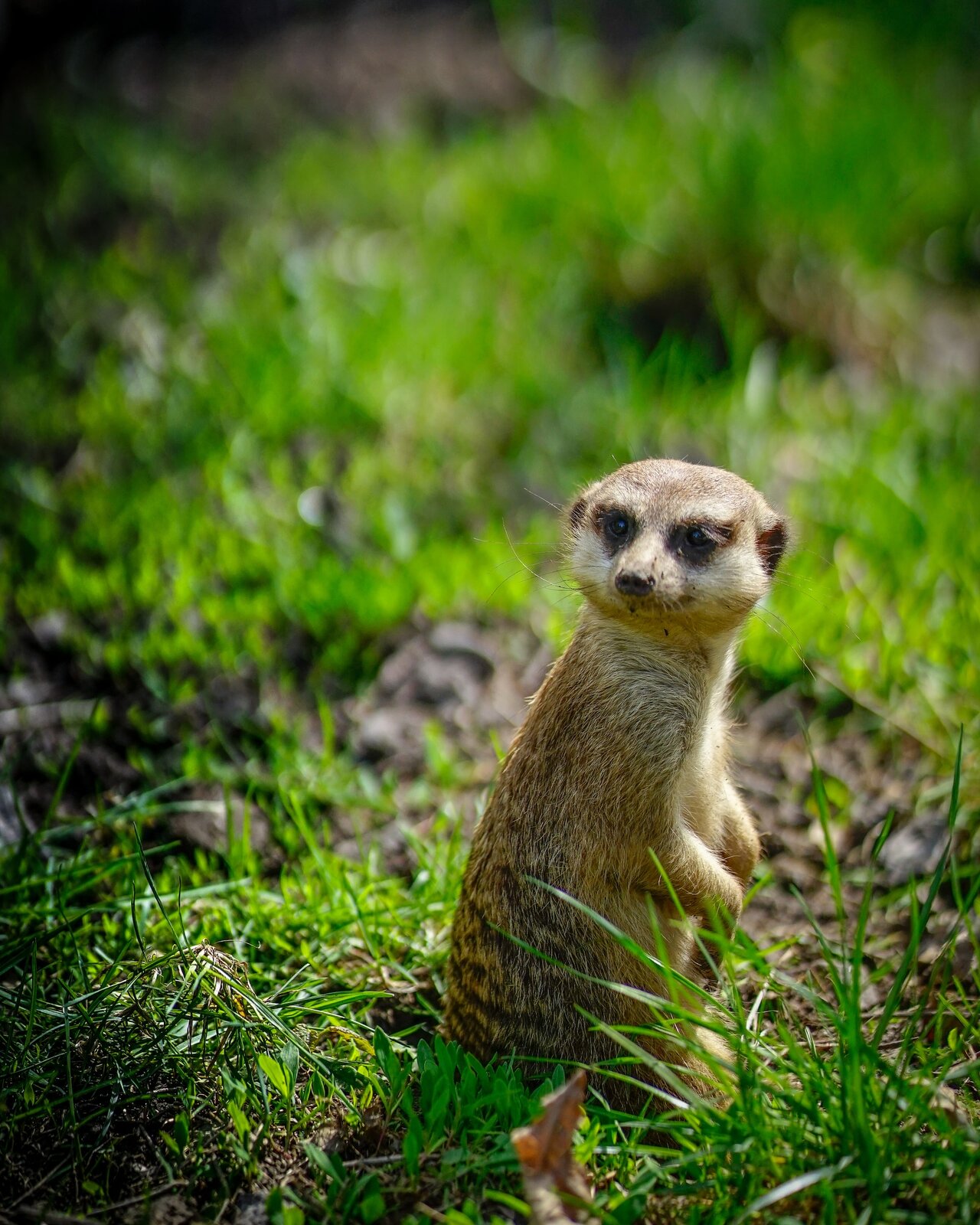 Zdjęcie przedstawia susła stojącego w trawie. Jest to niewielkie zwierzątko przypominające wiewiórkę. Ma duże oczy, malutkie uszy i szaro‑brązową, nakrapianą sierść. 