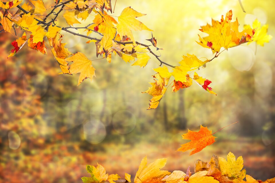 Zdjęcie przedstawia gałąź drzewa z żółtymi i pomarańczowymi liśćmi, niektóre liście unoszą się w powietrzu, tło rozmyte.