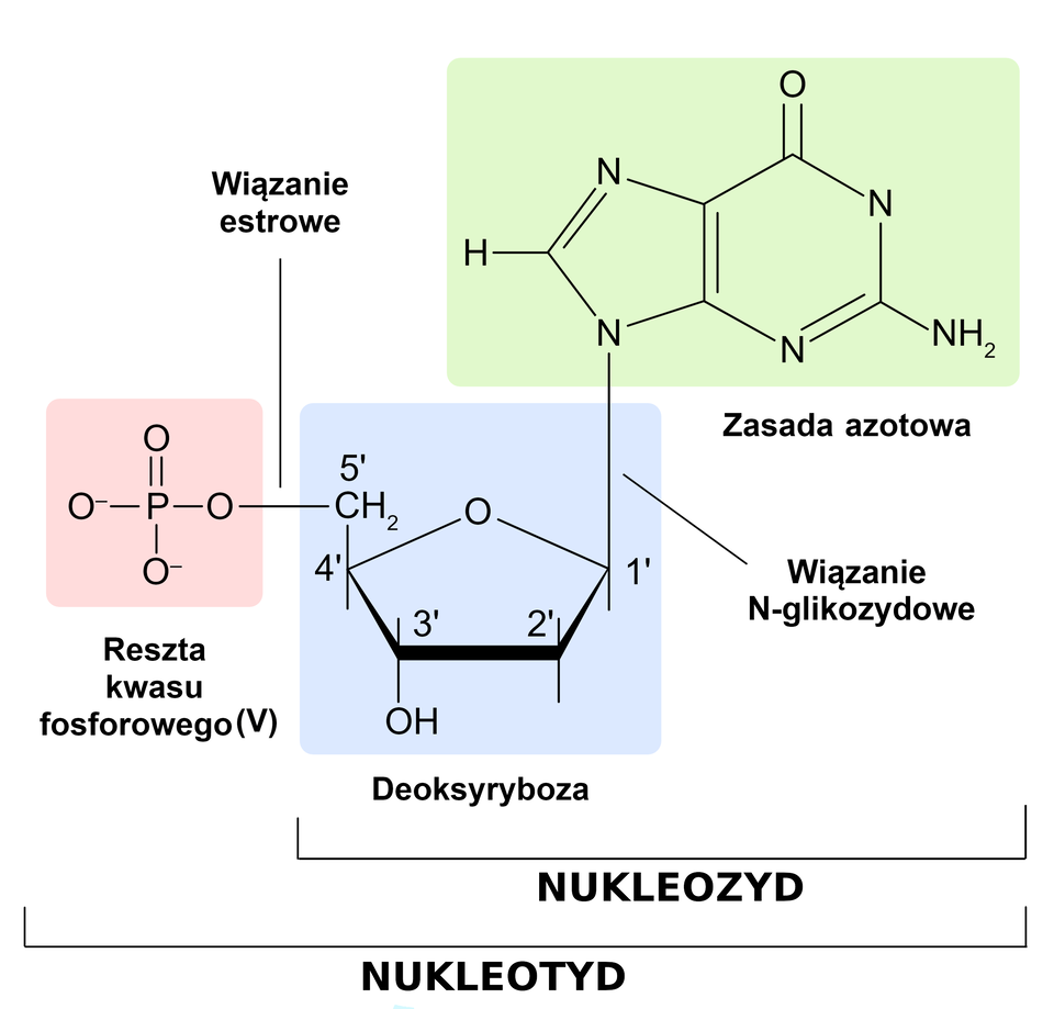Grafika przedstawia budowę nukleotydu DNA. Składa się on z reszty kwasu fosforowego pięć połączonego wiązaniem estrowym z pierścieniem deoksyrybozy. Pięciowęglowa deoksyryboza połączona jest wiązaniem N‑glikozydowym z zasadą azotową. Zasada azotowa i deoksyryboza są oznaczone jako nukleozyd, a zasada azotowa, deoksyryboza i reszta kwasu fosforowego jako nukleotyd.