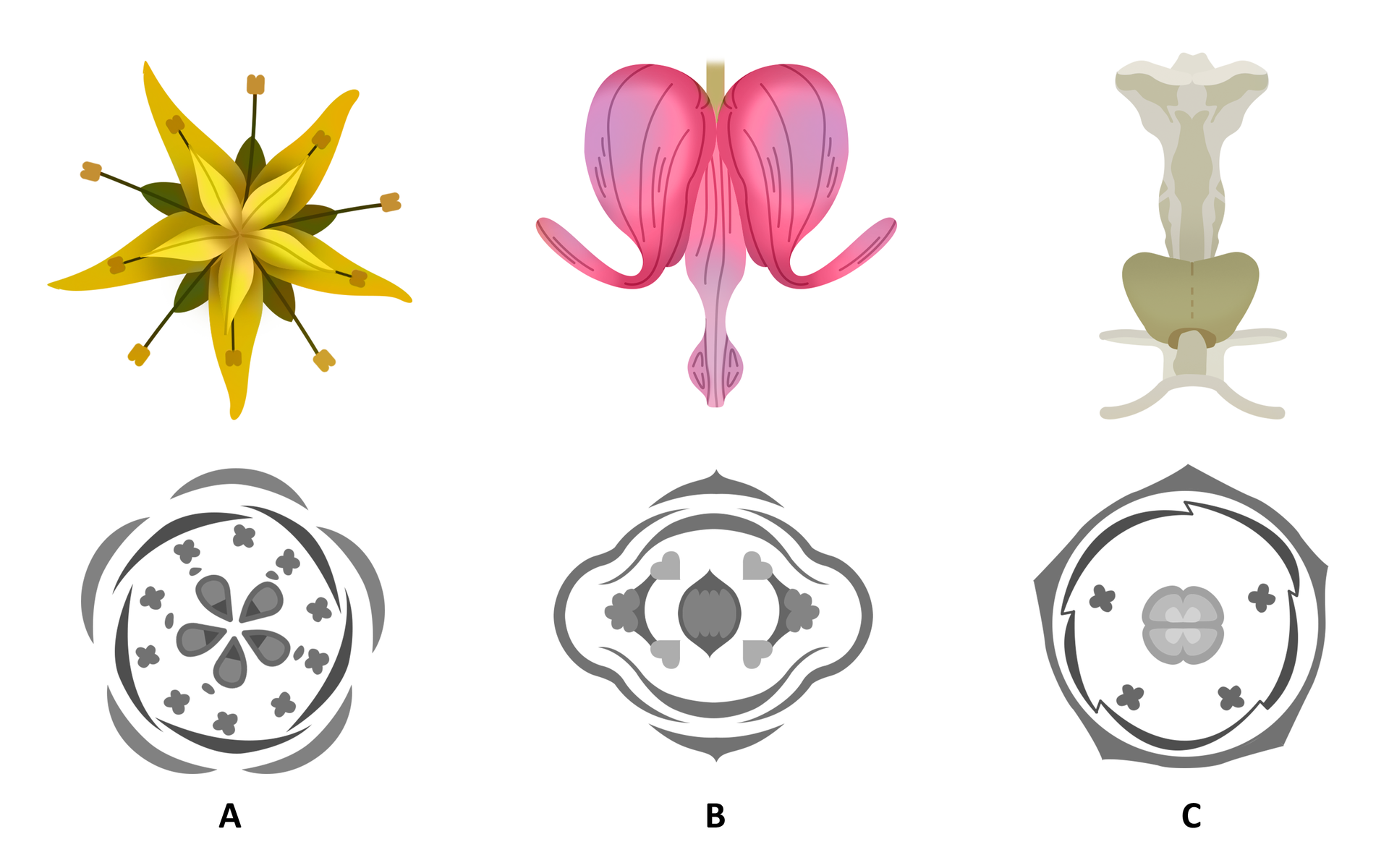 Przykładowe narysy diagramów kwiatowych. Na diagramie A znajduje się rozchodnik sześciorzędowy. Posiada on żółty kwiat o promieniście rozchodzących się spiczastych płatkach i pręcikach. Narys rozchodnika: pośrodku znajduje się pięciopłatkowy okwiat o półokrągłych brzegach. Promieniście wokół okwiatu rozchodzą się potrójne elementy zaznaczone drobnymi punktami. To pręciki. Dookoła nich ułożone są półokrągłe, księżycowe płatki korony. Wokół nich w pewnej odległości rozchodzą się działki kielicha kwiatu o księżycowatym, sierpowatym kształcie. Na diagramie B znajduje się ładniczka okazała. Jej różowy kwiat ma kształt serduszka z wywiniętymi na boki, długimi końcami i wychodzącym spomiędzy tych końców podłużnym płatkiem. Narys ładniczki: pośrodku znajduje się dwupłatkowy okwiat o sierpowatych kształtach. Na każdym z brzegów okwiatu znajdują się serduszkowate pręciki. Dookoła nich ułożone są półokrągłe płatki korony. Jest ich sześć. Na diagramie C jasnota biała. To biały kwiat z wyraźnie grzbiecistą, dwuwargową budową. Ma szyjkę słupka zagłębioną pomiędzy czterema wypukłymi komorami, a warga dolna korony posiada dwa ząbki. Krążek nad jasnotą świadczy o tym, że jest to kwiat boczny. Nary jasnoty: wewnątrz narysu, pośrodku znajduje się zbudowany z czterech owocolistków słupek przypominający liść koniczyny. Wokół niego znajdują się cztery pręciki przypominające swoim kształtem mały krzyż równoramienny. Otoczone są wąskimi, łukowatymi, połączonymi ze sobą pięcioma płatkami korony. Dodatkowo koronę otacza kolejnych pięć połączonych ze sobą, łukowatych płatków.