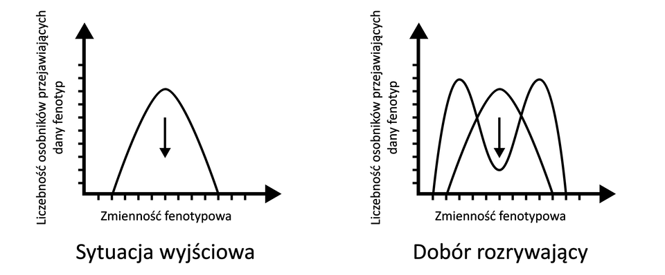 Dwa wykresy obok siebie zależności liczebności osobników przejawiających dany fenotyp od zmienności fenotypowej. Pierwszy wykres dotyczy sytuacji wyjściowej, drugi doboru rozrywającego. Na pierwszym wykresie krzywa wznosi się, po czym opada. Pod maksimum krzywej znajduje się strzałka skierowana w dół. Na drugim wykresie dotyczącym doboru rozrywającego są dwie krzywa. Jedna krzywa jest krzywą sytuacji wyjściowej - wznosi się, po czym opada. Pod wartością maksimum krzywej znajduje się strzałka skierowana w dół. Druga krzywa rozpoczyna się na osi X nieco przed początkiem krzywej sytuacji wyjściowej. Wznosi się po lewej stronie krzywej sytuacji wyjściowej i nieco wyżej niż ona. Następnie opada, zatrzymując się nieco powyżej osi X, naprzeciwko miejsca, gdzie pierwsza krzywa ma najwyższą wartość. Ponownie wznosi się, osiągając wartość maksymalną po prawej stronie pierwszej krzywej. Wartość maksymalna jest taka sama jak po lewej stronie tej krzywej.    