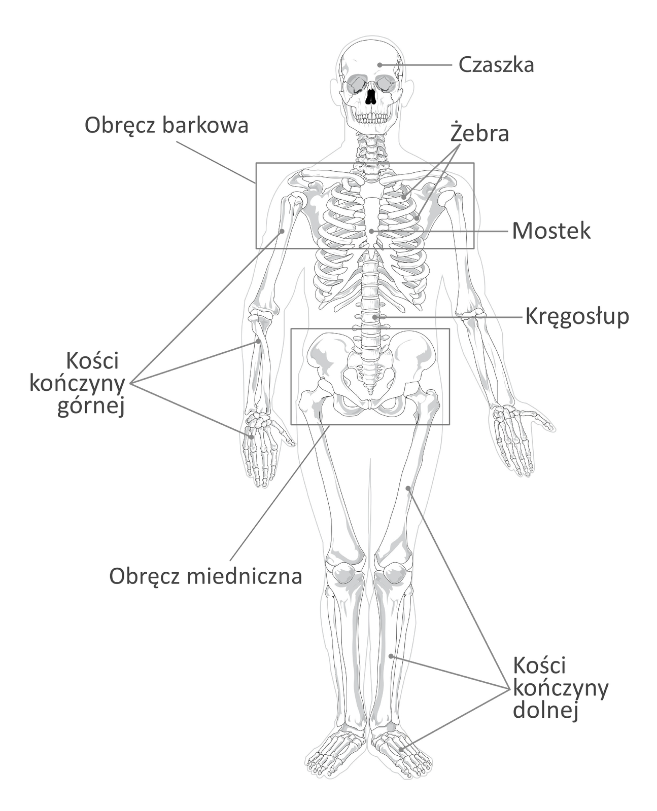 Grafika przedstawia budowę szkieletu ciała człowieka. Na szkielecie oznaczono: czaszkę, żebra, obręcz barkową, mostek, kręgosłup, kości kończyny górnej, obręcz miedniczną, kości kończyny dolnej. Okrągła czaszka chroni mózg, znajduje się w głowie człowieka. Żebra składają się z podłużnych kości chroniących narządy wewnętrzne w obrębie klatki piersiowej. Obręcz barkowa składa się z dużych kości i jest zlokalizowana w okolicach ramion. Podłużny mostek znajduje się pomiędzy żebrami, łączy je. Podłużny kręgosłup tworzą mniejsze kręgi, biegnie on wzdłuż pleców człowieka. Kości kończyny górnej mają rożną długość i grubość, tworzą całą rękę wraz z palcami dłoni. Obręcz miedniczna to szeroka kość zlokalizowana w obrębie bioder. Kości kończyny dolnej mają rożną długość i grubość, tworzą całą nogę wraz z palcami stopy.