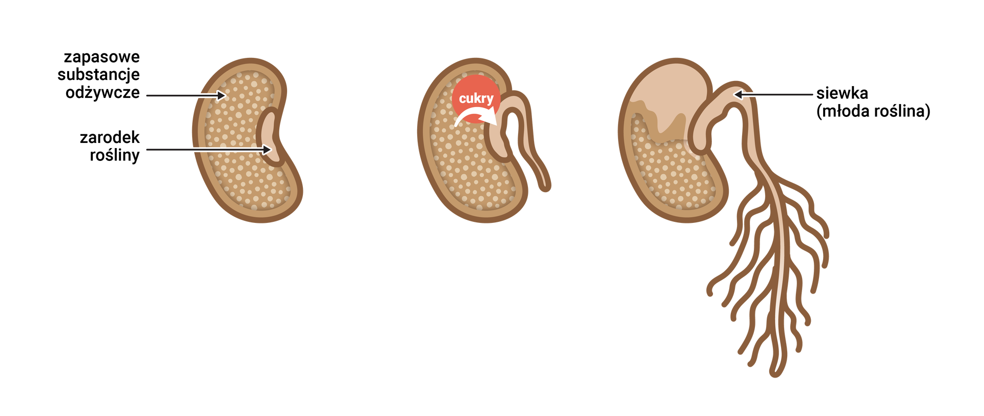 Grafika przedstawia kiełkujące nasiono. Nasiono ma fasolkowaty kształt. W jego wnętrzu znajdują się substancje odżywcze, które mają ciemno‑brązowy kolor i wypełniają większość nasionka i bardzo mały zarodek rośliny, który ma jasno‑brązowy kolor. Zarodek wykorzystuje cukry do wzrostu, przez co się powiększa i tworzy korzeń, czyli siewkę (młodą roślinę).