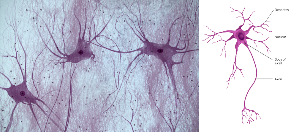 Ilustracja przedstawia obraz tkanki nerwowej oraz schemat komórki nerwowej (neuron). Neuron składa się z ciała komórki (Body of a cell) i odchodzących od niego wypustek: dendrytów (Dendrites) i aksonów (Axons). W centralnej części ciała komórki (Body of a cell) znajduje się jądro komórkowe (Nucleus). Na ilustracji obok przedstawiono kilka komórek nerwowych połączonych ze sobą w sieć za pomocą aksonów.