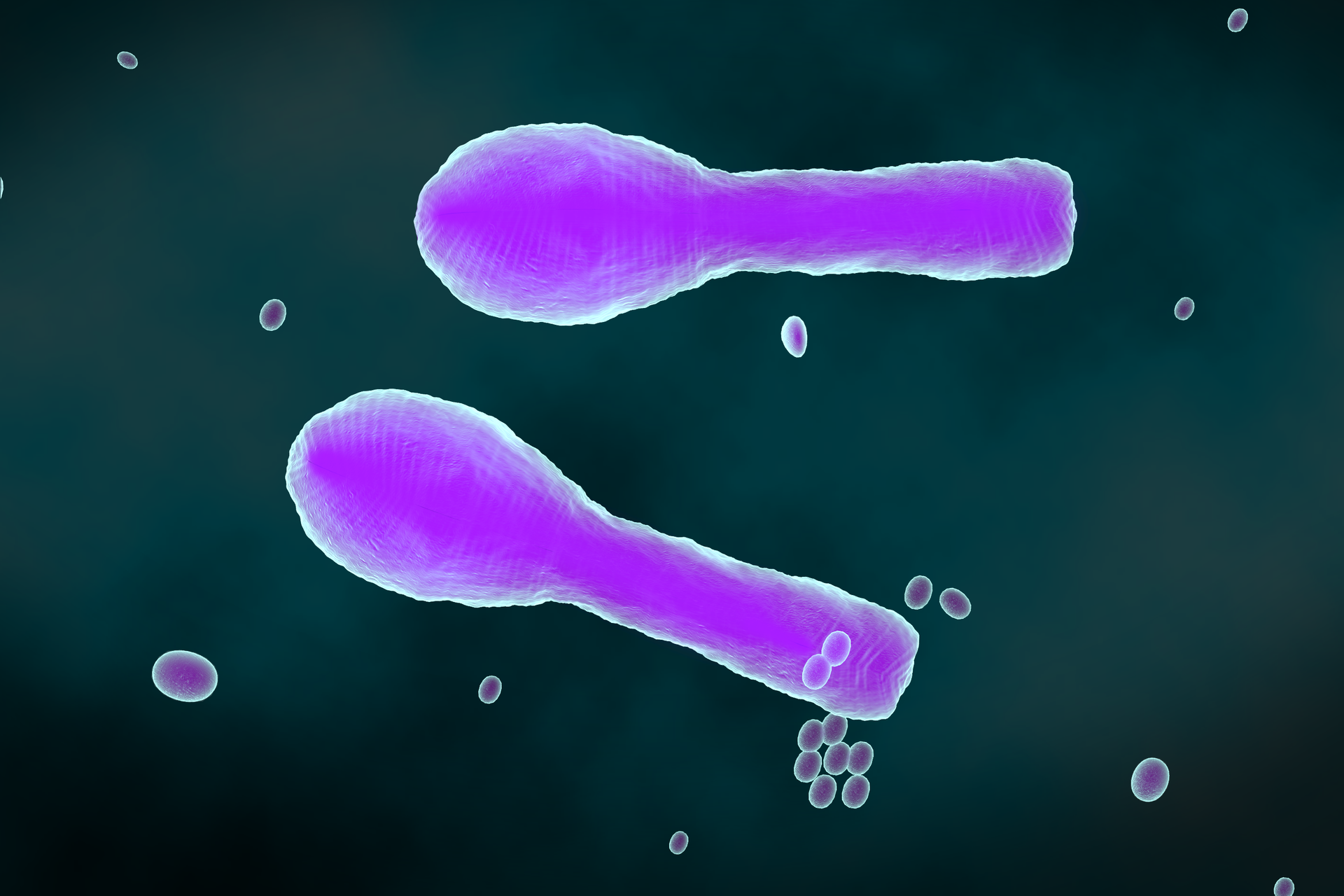 Ilustracja przedstawia na czarnym tle dwie duże, fioletowe, maczugowate bakterie i kilka mniejszych owalnych. Duże bakterie to laseczki tężca, a zgrubienie na końcu to ich przetrwalnik.