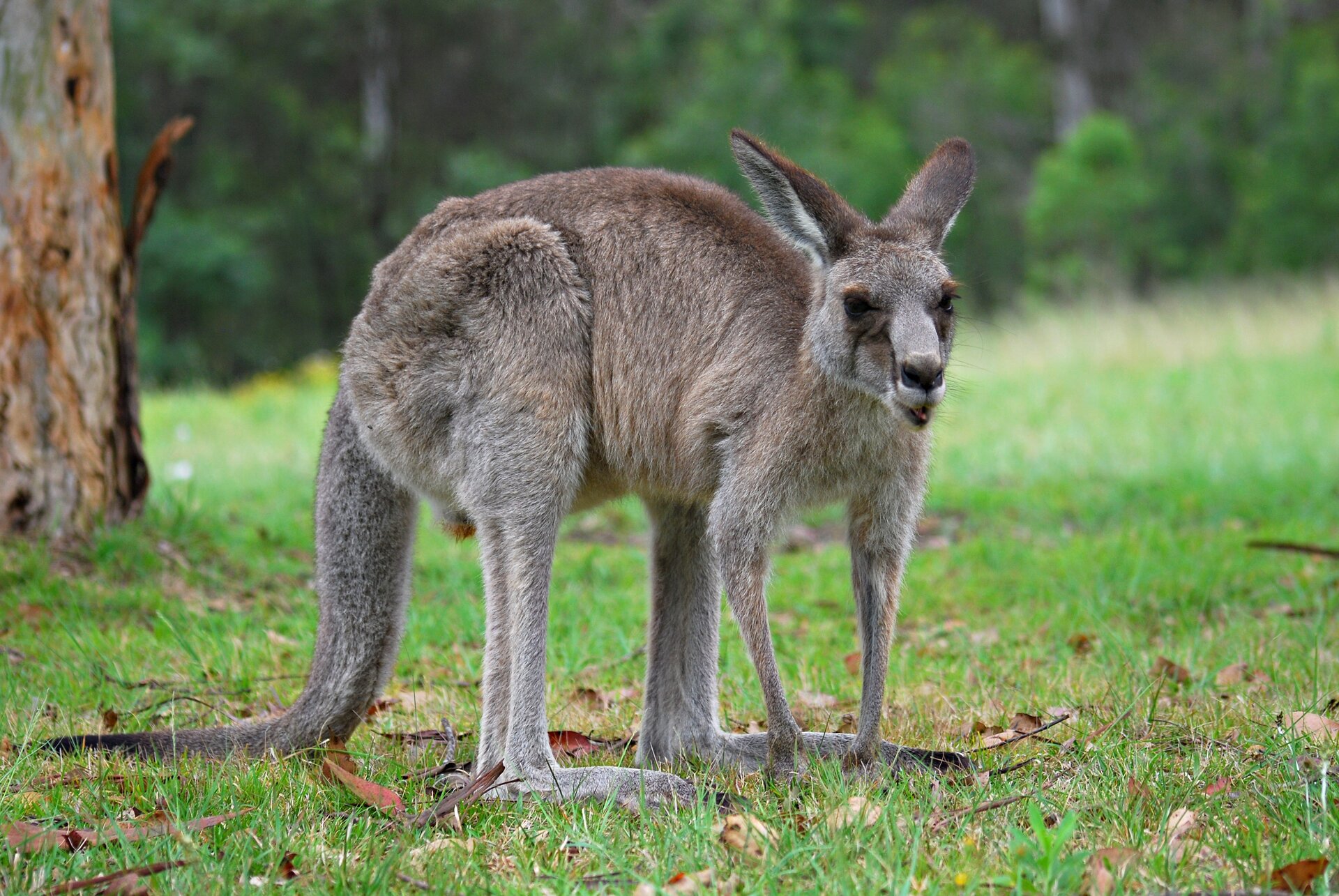 Na zdjęciu kangur na trawie.