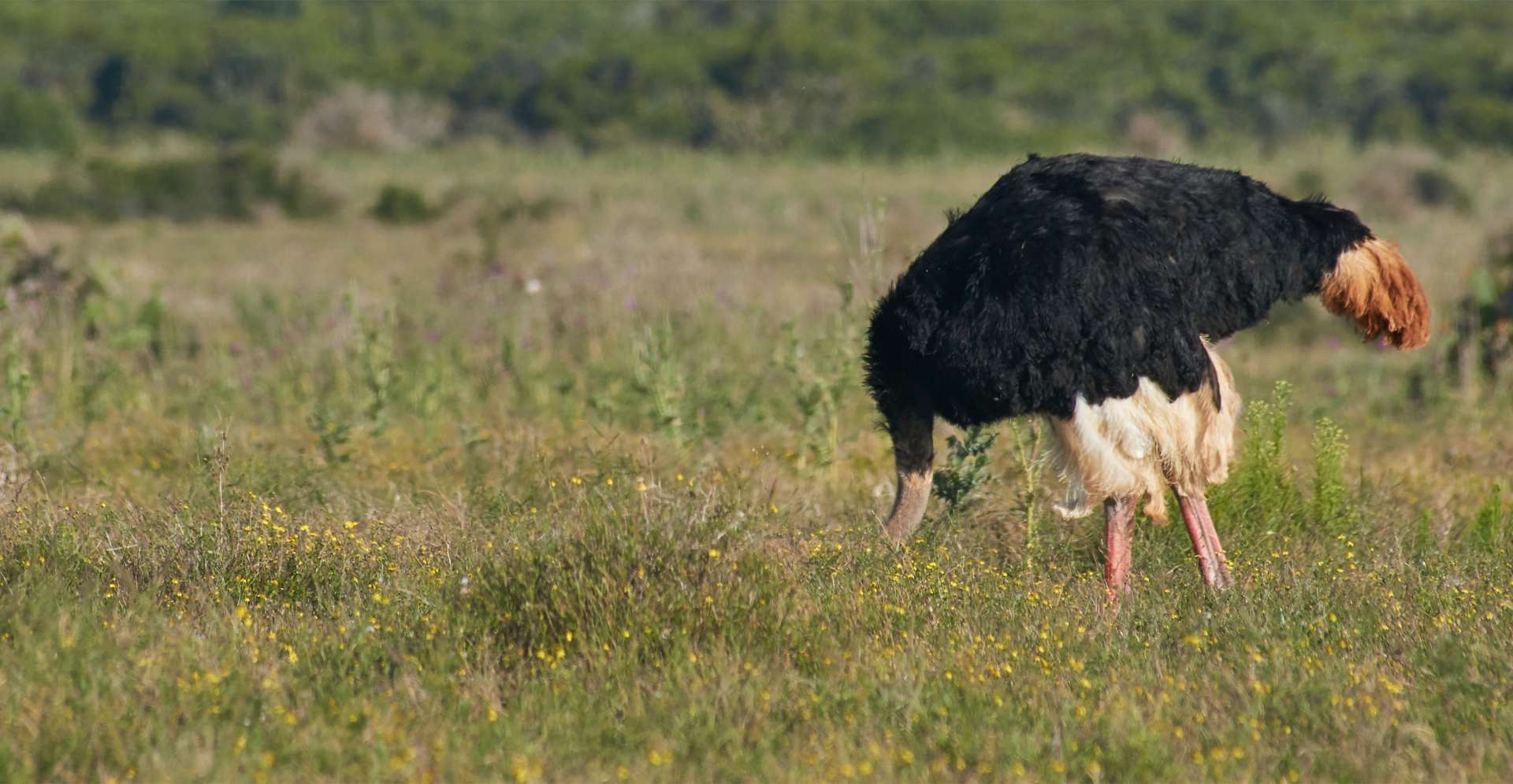 Zdjęcie przedstawia strusia na łące. Niewidoczna jest głowa strusia, którą włożył w ziemię.
