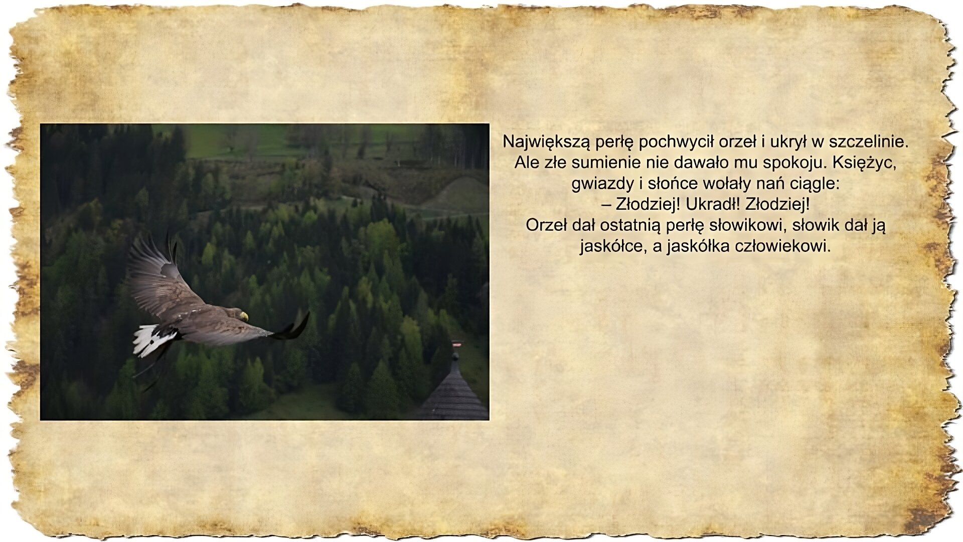Po prawej stronie slajdu zamieszczony jest tekst: Największą perłę pochwycił orzeł i ukrył w szczelinie. Ale złe sumienie nie dawało mu spokoju. Księżyc, gwiazdy i słońce wołały nań ciągle: – Złodziej! Ukradł! Złodziej! Orzeł dał ostatnią perłę słowikowi, słowik dał ją jaskółce, a jaskółka człowiekowi. Po lewej stronie slajdu umieszczona jest kolorowa fotografia przedstawiająca orła z rozpostartymi skrzydłami lecącego nad lasem.