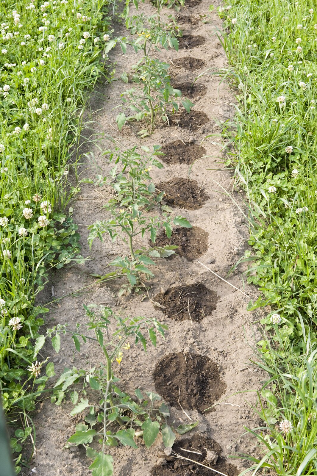Na zdjęciu uprawa pomidorów. Pomidory posadzone są w rządku przechodzącym od dołu do góry fotografii. Z lewej i prawej strony grządki rośnie trawa. Przy każdym krzaku pomidora ciemniejsza, okrągła plama wody.