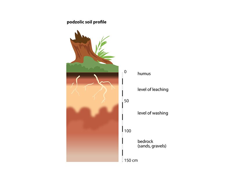 Przekrój profilu glebowego bielicy, podzolic soil profile na którym przedstawiono poszczególne warstwy gleby. Dolną warstwę między 150 a 100 centymetrów stanowi skała macierzysta – piaski, żwiry, bedrock 9sands, gravels). Kolejną warstwę między 100 a 50 centymetrów stanowi poziom wmywania, level of washing. Kolejną warstwę między 50 a 0 centymetrów stanowi poziom wymywania, level of leaching. Ostatnią, wierzchnią warstwę stanowi próchnica, humus.