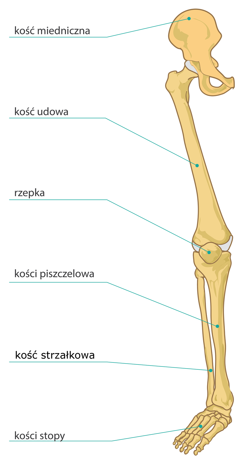 Grafika przedstawia plan budowy kończyny dolnej wraz z obręczą miedniczną. Od góry: kość miedniczna będąca najszerszą i największą kością szkieletu. Jest to kość płaska o nieregularnym kształcie. Łączy się ona z kością udową. Kość udowa to najdłuższa kość szkieletu. Zlokalizowana nieco ukośnie względem kości piszczelowej z którą się łączy i tworzy wraz z rzepką staw kolanowy. Rzepka to niewielka kość leżąca powierzchownie w stawie kolanowym stanowiąc jego najbardziej wysuniętą część. Kość piszczelowa leży wzdłuż kości strzałkowej, z którą łączy się na górze i na dole. Jest jednak dużo grubsza (masywniejsza) od kości strzałkowej. Kończyna dolna zakończona jest kościami stopy (kości stępu, kości śródstopia oraz kości palców stopy). 
