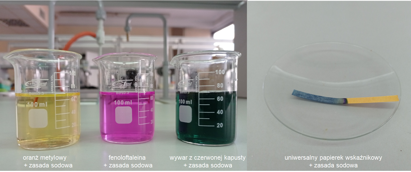 Zestawienie dwóch zdjęć. Po lewej stronie znajdują się trzy zlewki stojące na białym stoliku w laboratorium. Zlewki zawierają kolejno od lewej: oranż metylowy i zasadę sodową, fenoloftaleinę i zasadę sodową oraz wywar z czerwonej kapusty i zasadę sodową. Substancje w zlewkach mają kolory, od lewej: żółty, różowy, ciemnozielony. Z prawej strony znajduje się zdjęcie uniwersalnego papierka wskaźnikowego po zanurzeniu w zasadzie sodowej, leżącego na szkiełku zegarkowym. Jest on zabarwiony na niebiesko.