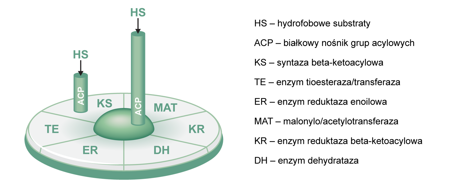 Wykres kołowy przedstawia schemat budowy syntezy kwasów tłuszczowych (FAS). Połowę kuli, która występuje w środku schematu otacza koło podzielone na 6 części. Podpisane są one symbolami literowymi.  Są to: MAT – malonylo/acetylotransferaza, KR – enzym reduktaza beta‑ketoacylowa, DH – enzym dehydrataza, ER – enzym reduktaza enoilowa, TE – enzym tioesteraza/transferaza, KS - syntaza beta‑ketoacylowa. Od połowy kuli będącej centrum schematu odchodzi w górę podłużny walec z napisem ACP – białkowy nośnik grup acylowych. Do tego walca od góry skierowana jest strzałka z napisem HS - hydrofobowe substraty. Taki sam, tylko krótszy walec umieszczony jest na wycinku koła podpisanym KS. 