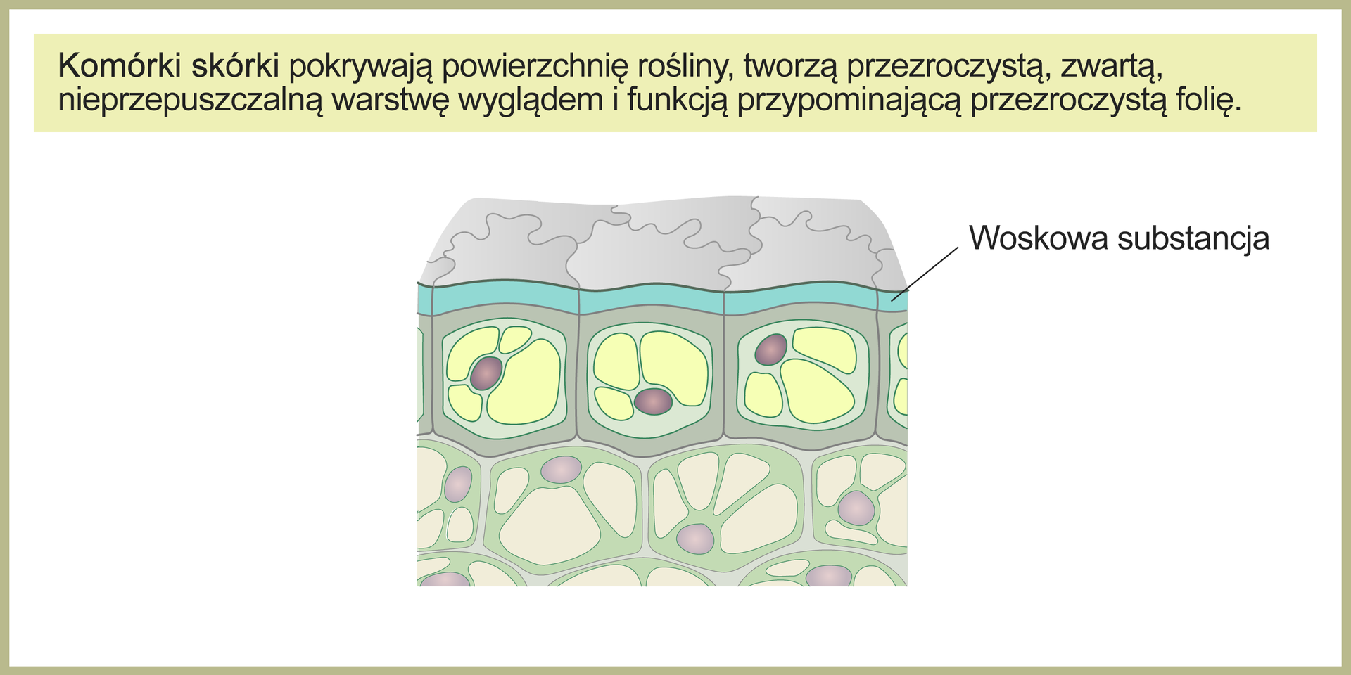 Ilustracja przedstawia przekrój poprzeczny przez niewielki fragment rośliny. Górną warstwę stanowią komórki skórki o falistych brzegach od strony powierzchni rośliny, natomiast w przekroju poprzecznym mające kształt zbliżony do prostokąta. Komórki te ściśle do siebie przylegają i są pokryte cienką warstwą wosku. U góry grafiki widać tekst: Komórki skórki pokrywają powierzchnię rośliny, tworzą przezroczystą, zwartą, nieprzepuszczalną warstwę wyglądem i funkcją przypominającą przezroczystą folię.