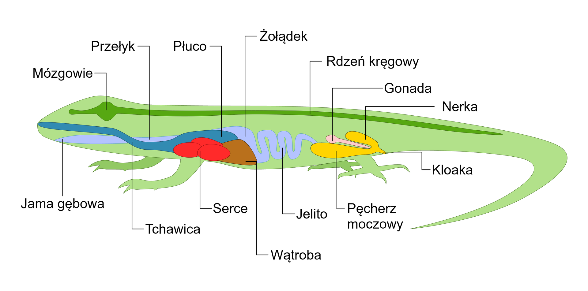 Grafika przedstawia budowę wewnętrzna gada na przykładzie jaszczurki. W jej czaszce znajduje się mózgowie, od którego odchodzi podłużny, liniowy rdzeń kręgowy, sięgający do jej ogona. Tam również znajduje się jama gębowa, połączona z przełykiem oraz tchawica, będąca ujściem płuca. Pomiędzy płucem a wątrobą, w odcinku piersiowym znajduje się serce. Za nimi znajduje się żołądek, przechodzący w cienkie, pofałdowane jelito. Jelito uchodzi do pęcherza moczowego, które połączone jest z gonadą, nerką oraz kloaką. 
