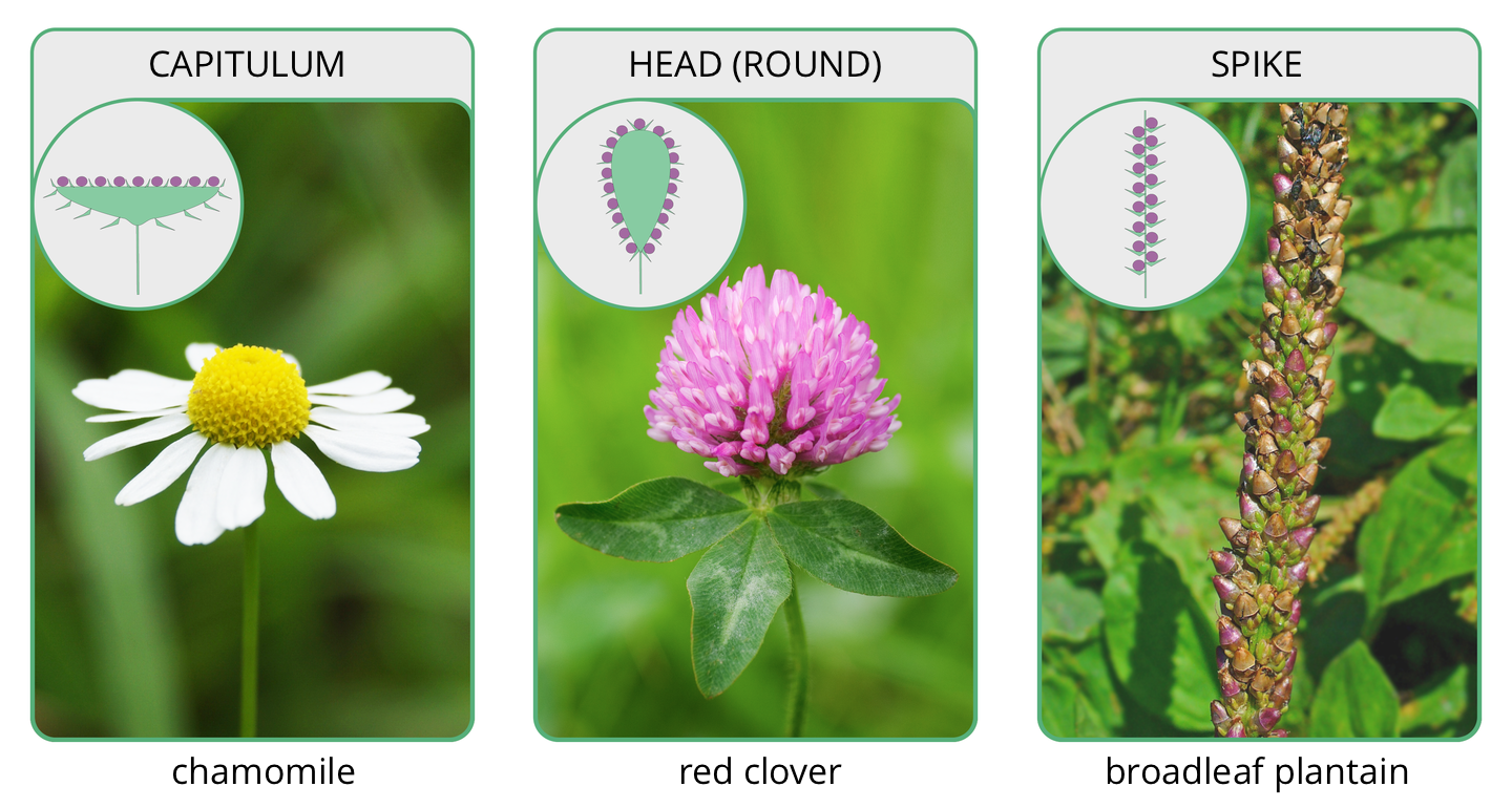 Fotografia po lewej przedstawia zbliżenie koszyczka z białymi płatkami i żółtym środkiem. Nad fotografią napis: Capitulum. Pod fotografią napis: chamomile. Fotografia w środku przedstawia okrągłą główkę, złożoną z wielu różowych, wąskich kwiatów. Nad fotografią napis: Head (round). Pod fotografią napis: red clover. Fotografia z prawej przedstawia zielono bordowy kwiatostan, złożony z wielu zwartych kwiatów, ułożonych ściśle wzdłuż łodygi. To kłos.  Nad fotografią napis: Spike. Pod fotografią napis: broadleaf plantain.