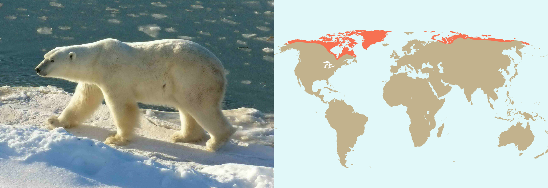 Ilustracja z lewej przestawia fotografie idącego po śniegu białego niedźwiedzia polarnego. Obok krawędź kry i woda. Niedźwiedź jest duży, na wysokich łapach, głowa w lewo. Z prawej mapa przedstawiająca rozmieszczenie gatunku w Arktyce, za kołem podbiegunowym. To największy z niedźwiedzi.