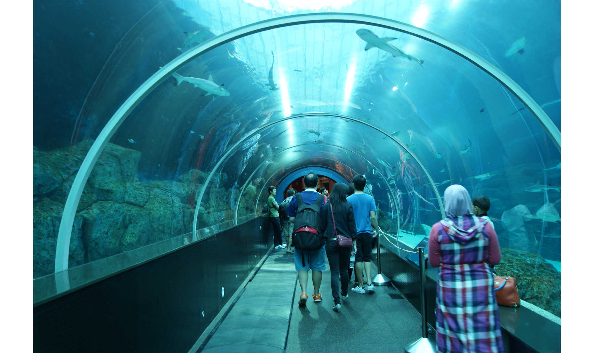 Ilustracja przedstawia podwodny tunel w oceanarium. W jego środku znajdują się zwiedzający.
