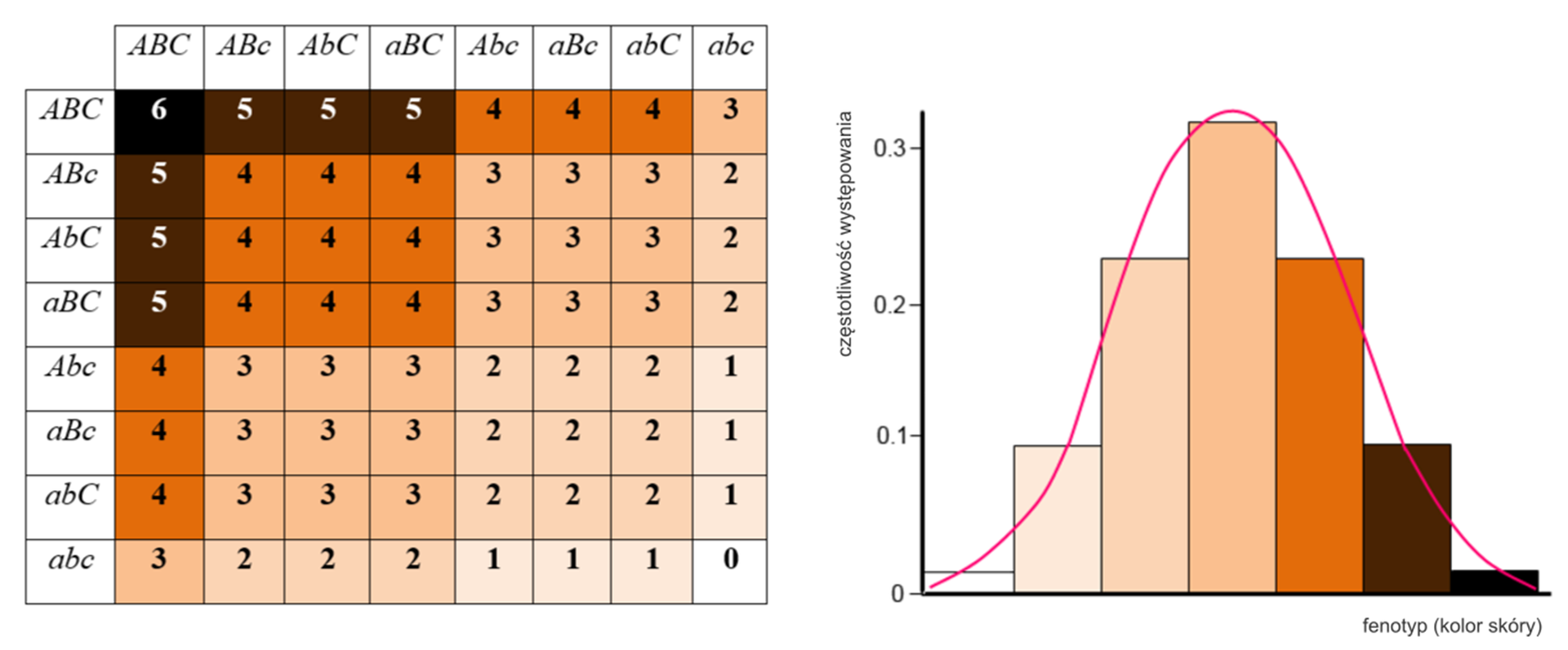 Ilustracja przedstawia tabelę oraz wykres prezentujący różnorodność fenotypową osób w populacji ze względu na kolor skóry. Tabela prezentuje następujące fenotypy, które oznaczone są numerami od 6 (gdzie kolor skóry jest najciemniejszy) do 0 (gdzie kolor skóry jest najjaśniejszy).  Wers pierwszy: duże A, duże B, duże C oraz duże A, duże B, duże C fenotyp skóry oznaczony numerem 6. Dalej w wersie: duże A, duże B, małe c – fenotyp oznaczony numerem 5. Duże A, małe b, duże C – fenotyp oznaczony numerem 5. Małe a, duże B, duże C – fenotyp oznaczony numerem 5. Duże A, małe b, małe c – fenotyp oznaczony numerem 4. Małe a, duże B, małe c – fenotyp oznaczony numerem 4. Małe a, małe b, duże C – fenotyp oznaczony numerem 4. Małe a, małe b, małe c – fenotyp oznaczony numerem 3.  Wers drugi: duże A, duże B, małe oraz duże A, duże B, duże C fenotyp skóry oznaczony numerem 5. Dalej w wersie: duże A, duże B, małe c – fenotyp oznaczony numerem 4. Duże A, małe b, duże C – fenotyp oznaczony numerem 4. Małe a, duże B, duże C – fenotyp oznaczony numerem 4. Duże A, małe b, małe c – fenotyp oznaczony numerem 3. Małe a, duże B, małe c – fenotyp oznaczony numerem 3. Małe a, małe b, duże C – fenotyp oznaczony numerem 3. Małe a, małe b, małe c – fenotyp oznaczony numerem 2. Wers trzeci: duże A, małe b, duże C oraz duże A, duże B, duże C fenotyp skóry oznaczony numerem 5. Dalej w wersie: duże A, duże B, małe c – fenotyp oznaczony numerem 4. Duże A, małe b, duże C – fenotyp oznaczony numerem 4. Małe a, duże B, duże C – fenotyp oznaczony numerem 4. Duże A, małe b, małe c – fenotyp oznaczony numerem 3. Małe a, duże B, małe c – fenotyp oznaczony numerem 3. Małe a, małe b, duże C – fenotyp oznaczony numerem 3. Małe a, małe b, małe c – fenotyp oznaczony numerem 2. Wers czwarty: małe a, duże B, duże C oraz duże A, duże B, duże C fenotyp skóry oznaczony numerem 5. Dalej w wersie: duże A, duże B, małe c – fenotyp oznaczony numerem 4. Duże A, małe b, duże C – fenotyp oznaczony numerem 4. Małe a, duże B, duże C – fenotyp oznaczony numerem 4. Duże A, małe b, małe c – fenotyp oznaczony numerem 3. Małe a, duże B, małe c – fenotyp oznaczony numerem 3. Małe a, małe b, duże C – fenotyp oznaczony numerem 3. Małe a, małe b, małe c – fenotyp oznaczony numerem 2. Wers piąty: duże A, małe b, małe c oraz duże A, duże B, duże C fenotyp skóry oznaczony numerem 4. Dalej w wersie: duże A, duże B, małe c – fenotyp oznaczony numerem 3. Duże A, małe b, duże C – fenotyp oznaczony numerem 3. Małe a, duże B, duże C – fenotyp oznaczony numerem 3. Duże A, małe b, małe c – fenotyp oznaczony numerem 2. Małe a, duże B, małe c – fenotyp oznaczony numerem 2. Małe a, małe b, duże C – fenotyp oznaczony numerem 2. Małe a, małe b, małe c – fenotyp oznaczony numerem 1. Wers szósty: małe a, duże B, małe c oraz duże A, duże B, duże C fenotyp skóry oznaczony numerem 4. Dalej w wersie: duże A, duże B, małe c – fenotyp oznaczony numerem 3. Duże A, małe b, duże C – fenotyp oznaczony numerem 3. Małe a, duże B, duże C – fenotyp oznaczony numerem 3. Duże A, małe b, małe c – fenotyp oznaczony numerem 2. Małe a, duże B, małe c – fenotyp oznaczony numerem 2. Małe a, małe b, duże C – fenotyp oznaczony numerem 2. Małe a, małe b, małe c – fenotyp oznaczony numerem 1. Wers siódmy: małe a, małe b, duże C oraz duże A, duże B, duże C fenotyp skóry oznaczony numerem 4. Dalej w wersie: duże A, duże B, małe c – fenotyp oznaczony numerem 3. Duże A, małe b, duże C – fenotyp oznaczony numerem 3. Małe a, duże B, duże C – fenotyp oznaczony numerem 3. Duże A, małe b, małe c – fenotyp oznaczony numerem 2. Małe a, duże B, małe c – fenotyp oznaczony numerem 2. Małe a, małe b, duże C – fenotyp oznaczony numerem 2. Małe a, małe b, małe c – fenotyp oznaczony numerem 1. Wers ósmy: małe a, małe b, małe c oraz duże A, duże B, duże C fenotyp skóry oznaczony numerem 3. Dalej w wersie: duże A, duże B, małe c – fenotyp oznaczony numerem 2. Duże A, małe b, duże C – fenotyp oznaczony numerem 2. Małe a, duże B, duże C – fenotyp oznaczony numerem 2. Duże A, małe b, małe c – fenotyp oznaczony numerem 1. Małe a, duże B, małe c – fenotyp oznaczony numerem 1. Małe a, małe b, duże C – fenotyp oznaczony numerem 1. Małe a, małe b, małe c – fenotyp oznaczony numerem 0. Znajdujący się na ilustracji wykres prezentuje dane zawarte w tabeli. Na osi x wskazanych jest sześć fenotypów koloru skóry, od najjaśniejszego (oznaczonego w tabeli 0) do najciemniejszego (oznaczonego w tabeli 6). Na osi y oznaczona została częstotliwość występowania danego fenotypu w skali od 0 do 0,3, z podziałem co jedną dziesiątą. Fenotyp 0 występuje w niewielkiej części, to jest w około 0,01 populacji. Fenotyp 1 występuje częściej u 0,1 populacji. Fenotyp 2 występuje jeszcze częściej, u nieco ponad 0,2 populacji. Najczęstszy fenotyp 3 występuje u ponad 0,3 populacji. Fenotyp 4 występuje rzadziej, u nieco ponad 0,2 populacji. Fenotyp 4 występuje rzadziej, u nieco ponad 0,2 populacji. Fenotyp 5 występuje jeszcze rzadziej, u 0,1 populacji. Natomiast fenotyp 6 występuje (podobnie jak fenotyp 0) u 0,01 populacji. Przy słupkach obrazujących poszczególne fenotypu narysowana jest linia. Wzrasta ona równomiernie od fenotypu 0 do fenotypu 3 i równomiernie opada od fenotypu 3 do fenotypu 6.