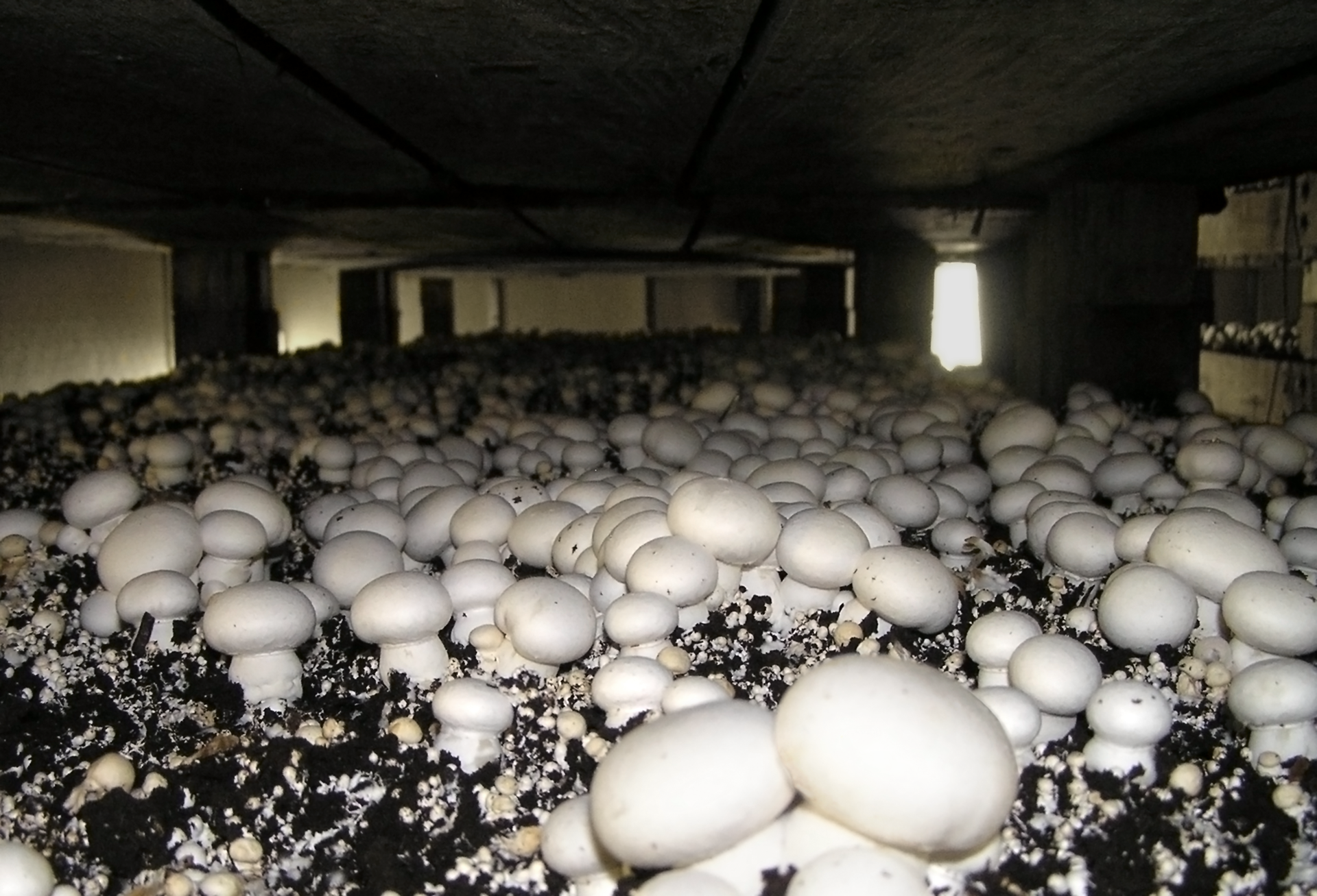 Fotografia przedstawia wnętrze pieczarkarni, czyli pomieszczenia, w którym hoduje się pieczarki. Białe grzybki różnej wielkości wyrastają z czarnego podłoża. W pomieszczeniu jest niewiele światła, wpadającego głównie przez drzwi z tyłu.