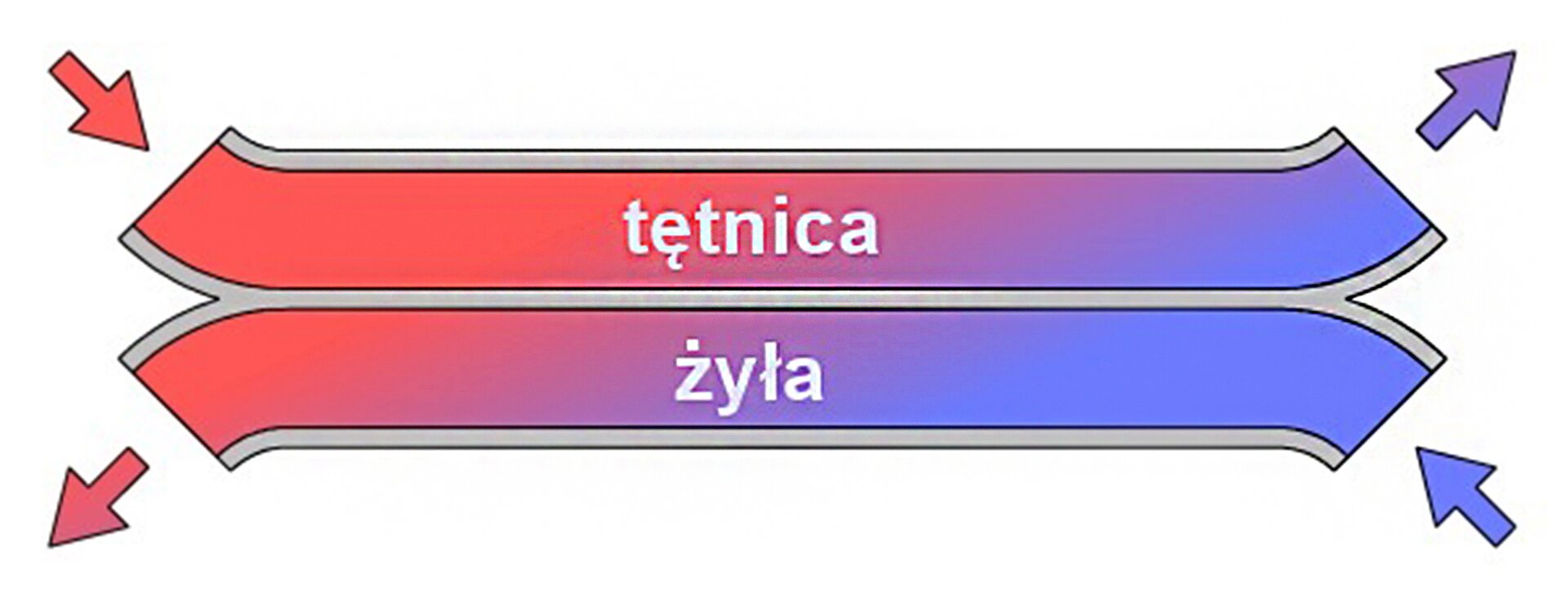 Grafika przedstawia przepływ przeciwprądowy. Ciepła krew przepływa przez tętnice od lewej strony, stając się zimną. Zimna krew przepływa do żył od prawej strony, nagrzewając się.