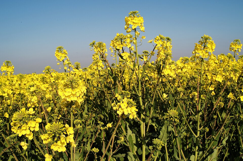 Zdjęcie przedstawia pole rzepaku w pogodny dzień. Liście tej rośliny są ułożone skrętolegle wzdłuż łodygi, zielone. Liście dolne są powcinane i duże, a górne małe i całobrzegie. Kwiaty żółte, mają cztery płatki. Zebrane w grono są położone na szczycie pędu. 