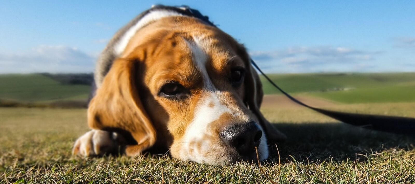 Fotografia barwna przedstawiająca na pierwszym planie w dużym zbliżeniu głowę pasa leżącego w słońcu na krótko przyciętej, zrudziałej trawie. Głowa wypełnia niemal całą wysokość kadru. Z tyłu ponad nią widać tylko fragment obroży i zarys psich pleców, a obok zwisającego długiego ucha fragment łapy. Pies ma gładką brązową sierść w białe łaty, które widać na czole w cieniu pomiędzy uniesionymi brwiami i niżej, na nosie zakończonym czarną, wilgotną skórą wokół nozdrzy. Na prawo zwisa znikająca za prawą krawędzią kadru płaska smycz czworonoga. W tle zielenią się odległe, łagodne pagórki oraz błękitne niebo.