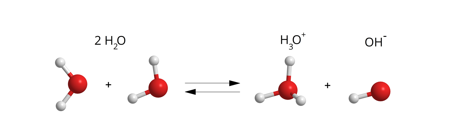 Ilustracja przedstawia kulkowy schemat autodysocjacji. Dwie cząsteczki wody - do czerwonej kulki dołączone są dwie białe, mniejsze, poprzez wiązania pojedyncze. Po prawej stronie znajduje się strzałka równowagowa. Powstają jon oksoniowy    H   3     O   +    - do czerwonej kulki są dołączone są trzy białe, drugi produkt to jon wodorotlenkowy                O       H                 −          - do czerwonej kulki jest dołączona biała poprzez wiązanie pojedyncze.