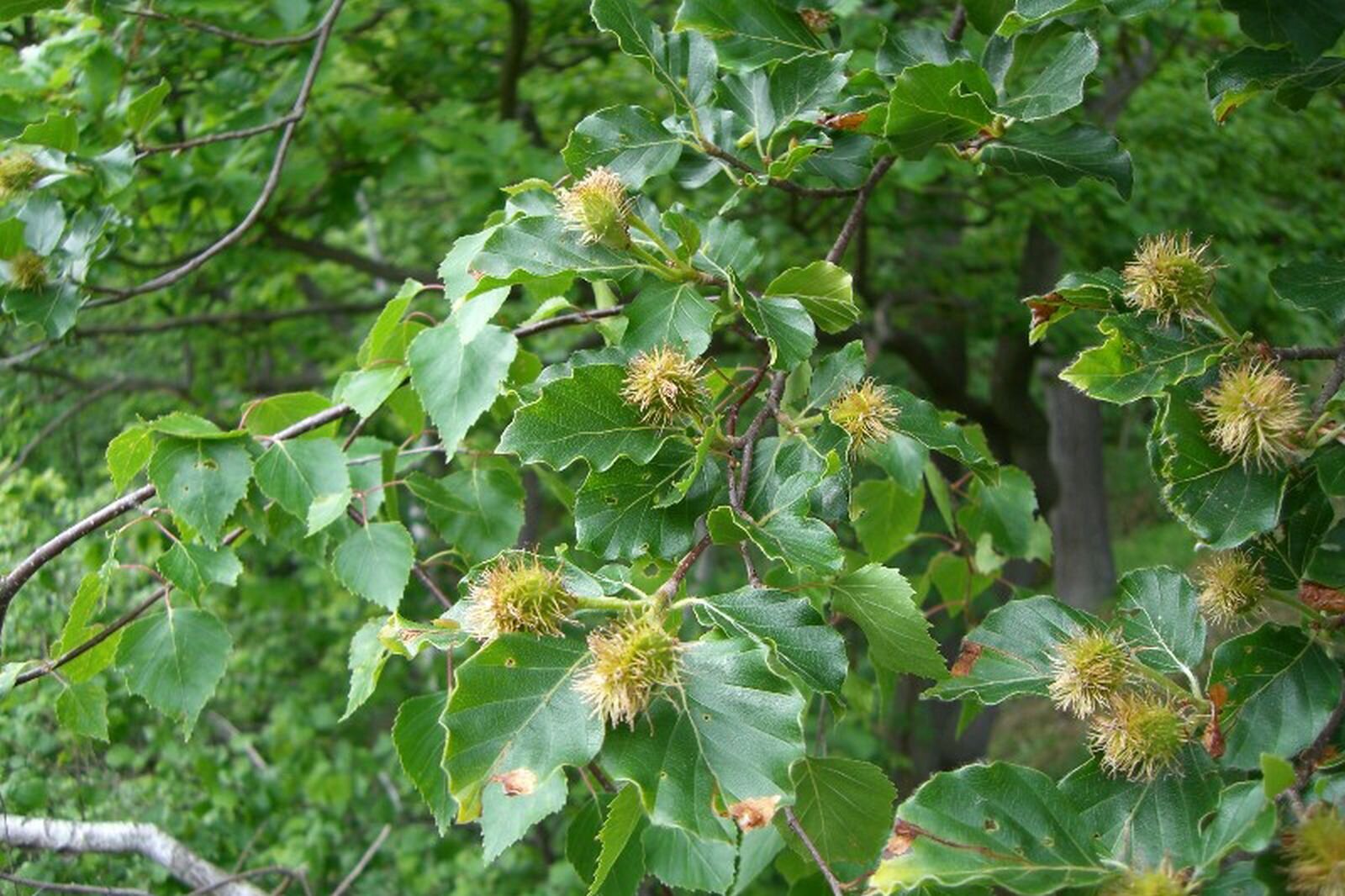 Na planszy widoczna jest szaro‑brązowa, cienka gałąź Buka z licznymi, ciemno‑zielonymi, eliptycznymi, z pofalowanymi brzegami, listkami oraz zielono‑brązowymi owocami w okrywie, pokrytej podłużnymi wypustkami.