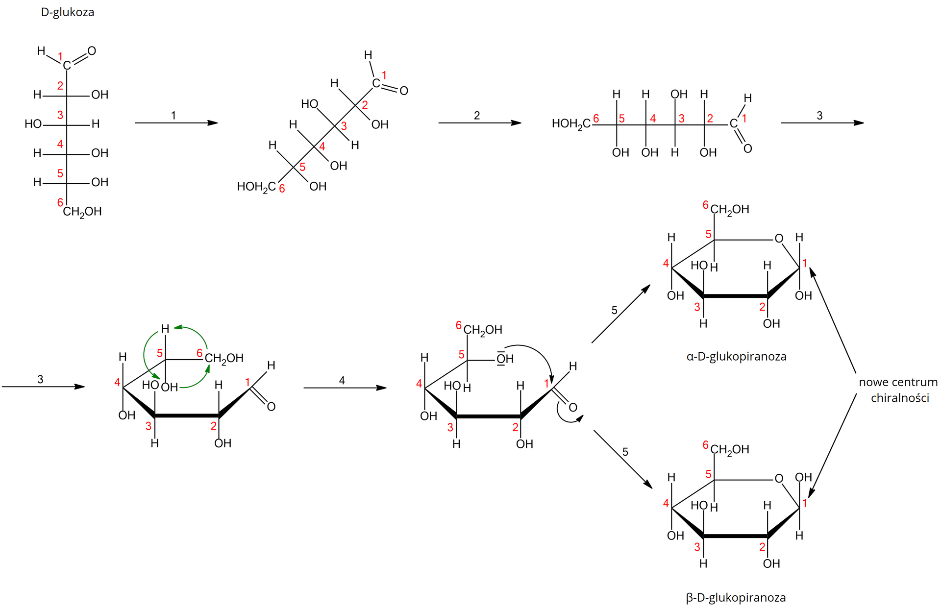 Przedstawienie graficzne etapów przejścia D-glukozy z projekcji Fischera do projekcji Hawortha. 7 wzorów strukturalnych zapisanych od lewej do prawej w dwóch rzędach. Ostatnie dwa wzory ułożone jeden nad drugim. Pierwszy wzór - wzór łańcuchowy Fischera D-glukozy ułożony pionowo. Atomy węgla ponumerowane od góry do dołu czerwonymi cyframi od 1 do 6. Przy 1 występuje grupa estrowa. Strzałka w prawo. Nad strzałką 1. Ten sam wzór strukturalny D-glukozy pochylony w prawo. Strzałka w prawo. Nad strzałką 2. Ten sam wzór łańcuchowy Fischera D-glukozy ułożony poziomo. Numeracja atomów węgla od lewej do prawej czerwonymi cyframi od 6 do 1. Przy 1 grupa estrowa. Strzałka w prawo. Nad strzałką 3. Dolny rząd. Strzałka w prawo. Nad strzałką 3. Wzór D-glukozy zgięty w półokrąg z otwarciem z prawej strony. W górnym końcu grupa CH2OH w dolnym grupa estrowa. Numeracja od grupy estrowej do CH2OH od 1 do 6. Przy 5 i 6 zaznaczone zielone strzałki ułożone w okrąg w kierunku przeciwnym do ruchu wskazówek zegara. Końce strzałek skierowane są na H, OH i CH2OH, wskazując na kierunek zamiany ich położenia - zmiana położenia o 1 w lewo. Strzałka w prawo. Nad strzałką 4. Wzór D-glukozy zgięty w półokrąg z otwarciem z prawej strony. W górnym końcu grupa CH2OH w dolnym grupa estrowa. Numeracja od grupy estrowej do CH2OH od 1 do 6. Zmienione miejsca OH, H i CH2OH. Od grupy OH poprowadzona strzałka do grupy estrowej. Nad i pod O w grupie OH zaznaczone poziome linie wskazujące na występowanie pary elektronowej - miejsca połączenia się z wiązaniem podwójnym grupy estrowej. W grupie estrowej, od wiązania podwójnego poprowadzona strzałka wskazująca na zawinięcie tego końca do góry. Dwie strzałki w prawo prowadzące po skosie do góry i po skocie do dołu do dwóch następnych wzorów. Nad strzałkami 5. Górny wzór. Wzór pełny projekcji Hawortha α-D-glukopiranozy. Dolny wzór. Wzór pełny projekcji Hawortha β-D-glukopiranozy. Oba wzory różnią się od siebie położeniem grupy H i OH przy 1. We wzorze α, H jest nad, a OH pod. We wzorze β, OH jest nad a H pod. Za wzorami po prawej stronie pośrodku: nowe centra chiralności. Od napisu poprowadzone strzałki skośnie do góry i na dół w lewą stronę. Wskazują na liczby 1 oznaczające pierwszy węgiel.