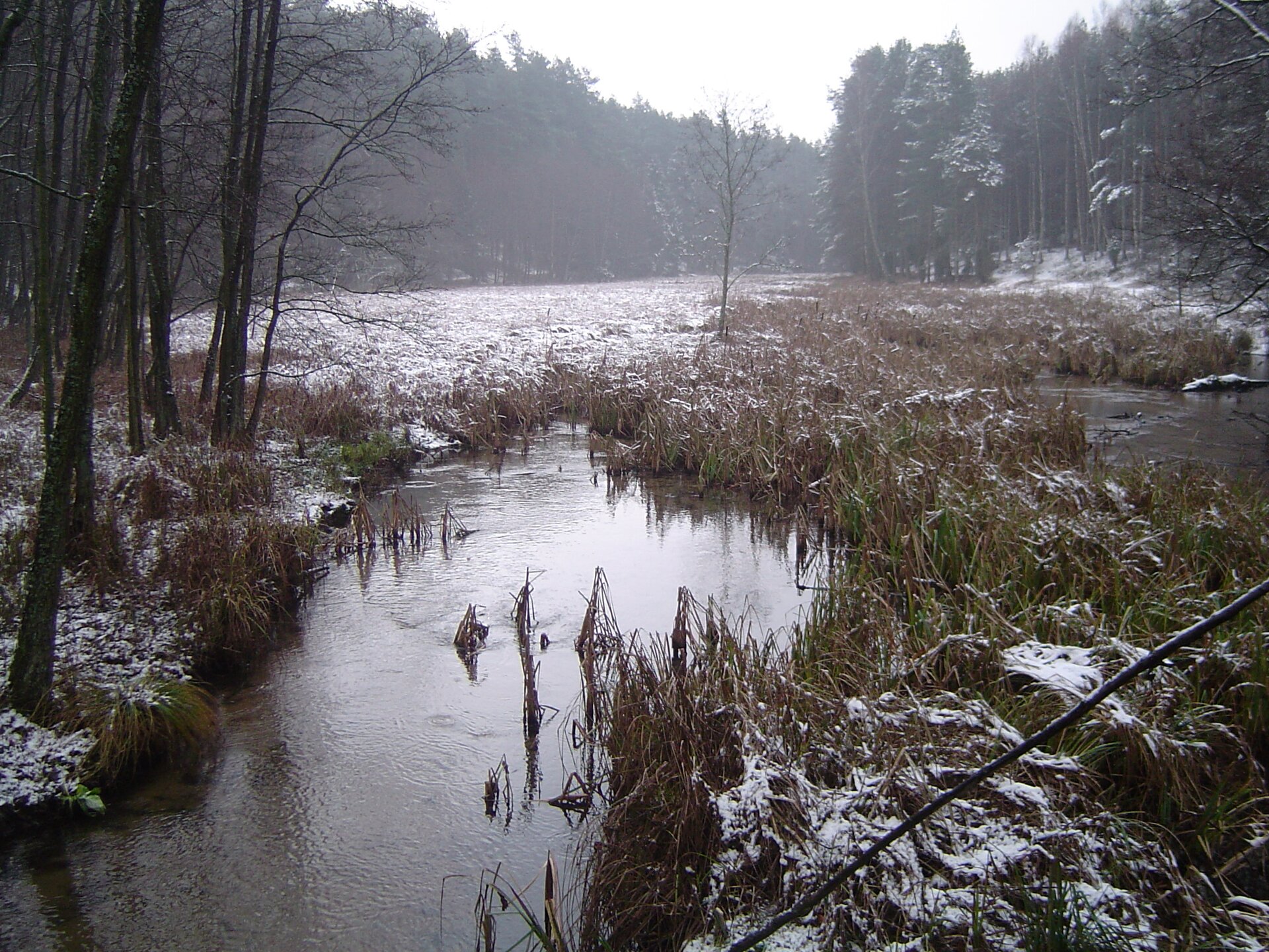 Zdjęcie przedstawiające podmokły teren, pośród którego rośnie niewysoka trawiasta roślinność. Dookoła bagno otoczone jest gęstym lasem. Roślinność lekko pokryta śniegiem, w powietrzu unosi się delikatna mgła.