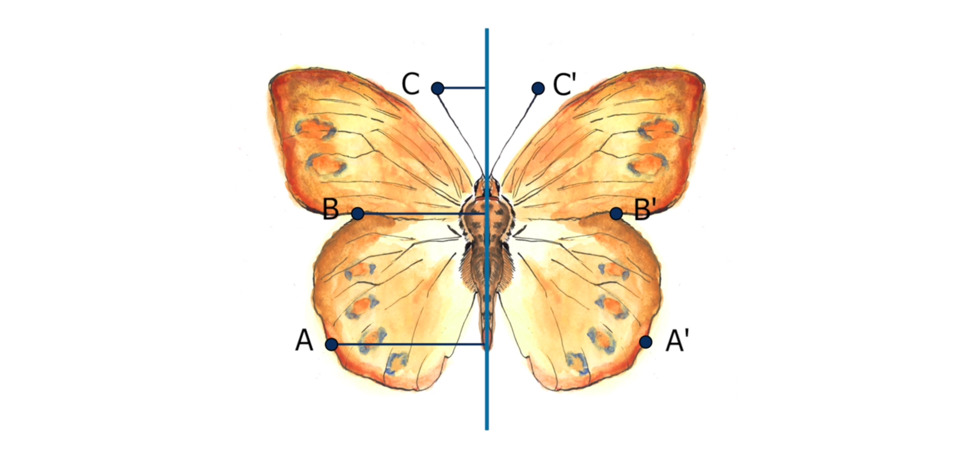 Rysunek przedstawia motyla z rozłożonymi skrzydłami, na którym zaznaczono punkty A, B, C i ich odbicia A prim, B prim i C prim w symetrii względem prostej przechodzącej wzdłuż ciała motyla.