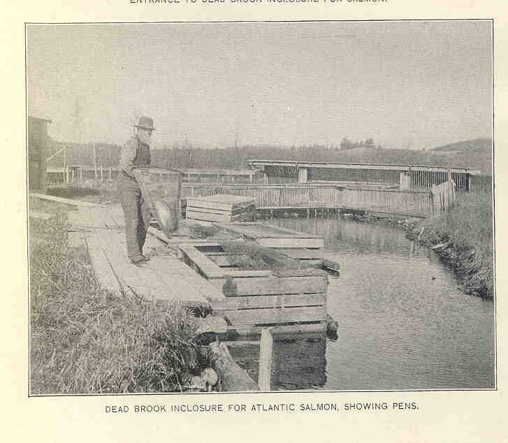 Stare zdjęcie przedstawia mężczyznę stojącego nad stawem na drewnianym pomoście. Mężczyzna trzyma sieć, w której znajduje się ryba. 