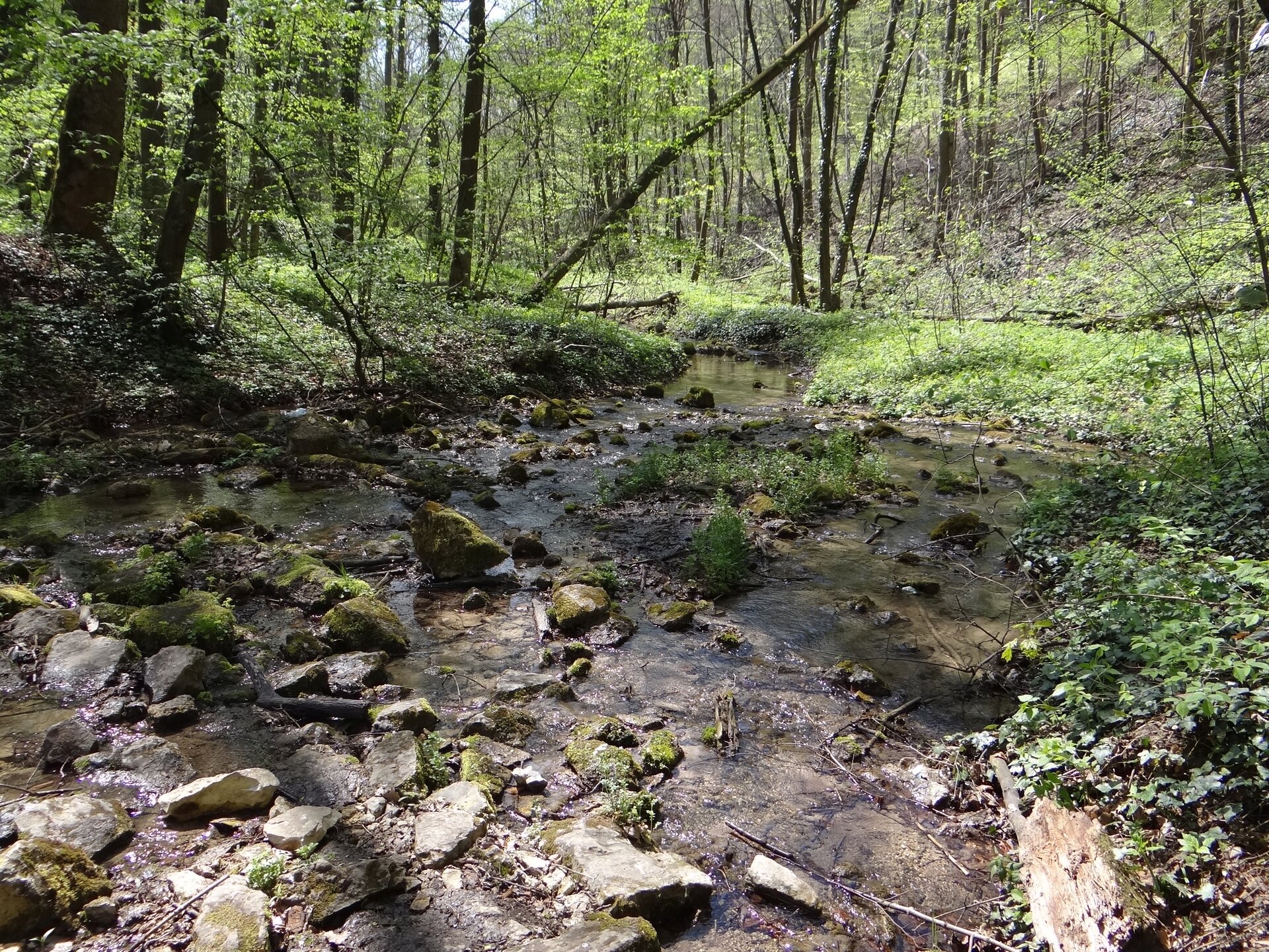 Fotografia lasu liściastego. Pośrodku dolina, w której płynie mała, płytka, meandrująca rzeczka. 