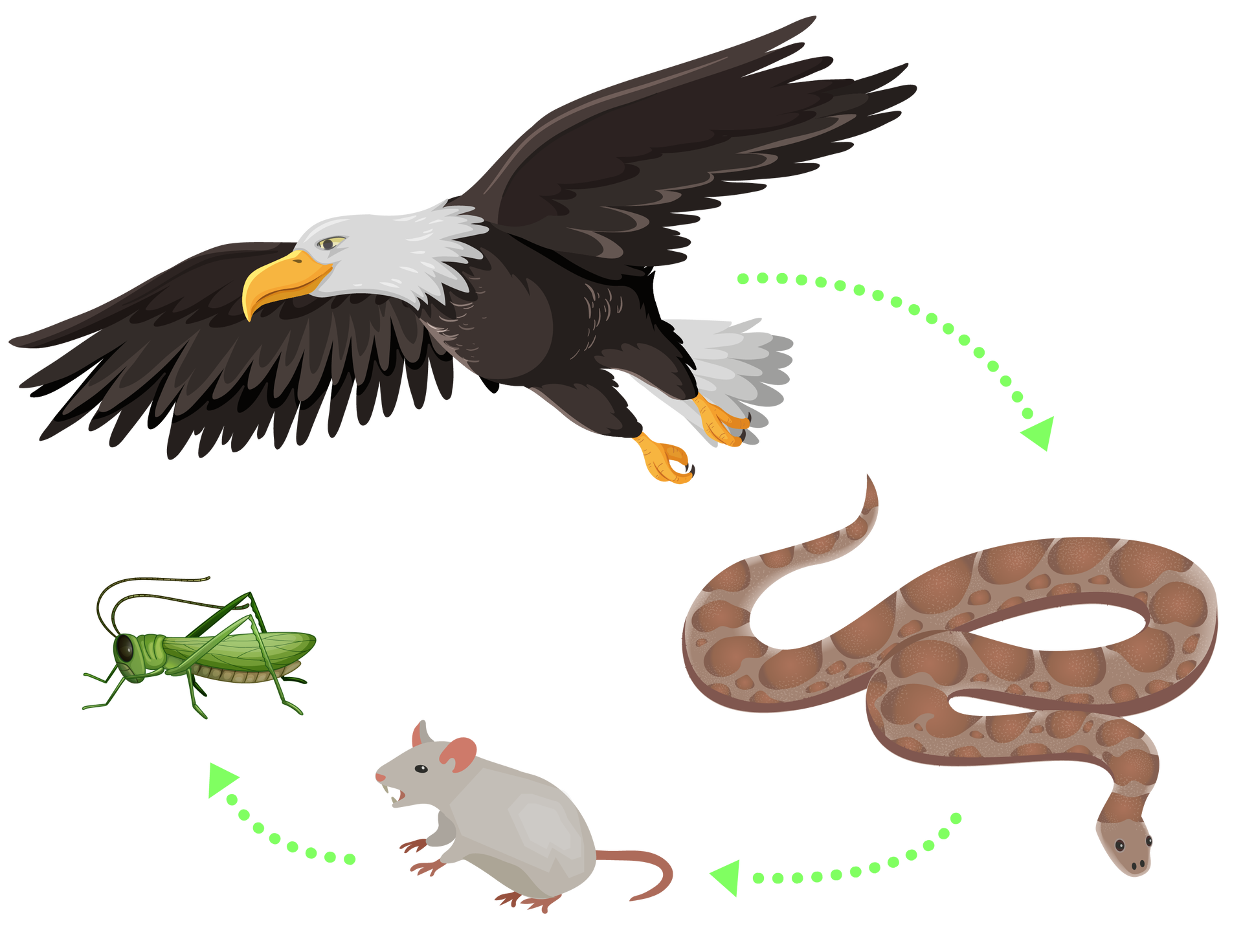 Ilustracja przedstawia schemat łańcucha pokarmowego. Składa się z czterech zwierząt połączonych trzema zielonymi strzałkami – od pierwszego zwierzęcia do ostatniego. Pierwszym elementem łańcucha jest orzeł – duży ptak drapieżny o zakrzywionym żółtym dziobie, białym upierzeniu na głowie i ogonie oraz brązowym upierzeniu na brzuchu, grzbiecie i skrzydłach. Drugim elementem łańcucha jest wąż – długie zwierzę o skórze w brązowe cętki i małej głowie. Trzecim elementem łańcucha jest mysz. To niewielkie zwierzę o małej głowie, małych zaokrąglonych uszach, czterech krótkich łapkach, długim ogonie i ciele pokrytym jasnoszarą sierścią. Ma cztery ostre zęby. Czwartym i ostatnim elementem łańcucha jest konik polny – średniej wielkości zielony owad. Ma długie odnóża i długie czułki. Orzeł zjada węża, wąż zjada mysz, mysz zjada konika polnego.