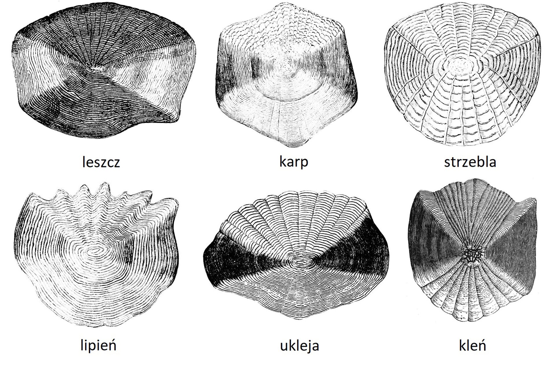 Rysunek przedstawia łuski cykloidalne o zaokrąglonym kształcie, z liniami współśrodkowymi, a także z liniami promienistymi, które je przecinają. Pierwsza z nich to łuska leszcza w kształcie nieregularnego sześciokąta, podobna do niej łuska karpia, strzebli z koncentrycznymi liniami odchodzącymi na boki, łuska lipienia w kształcie niemal okrągłym oraz grzebykiem w górniej części, uklei w kształcie zbliżonym do sześciokąta, a także łuska klenia.