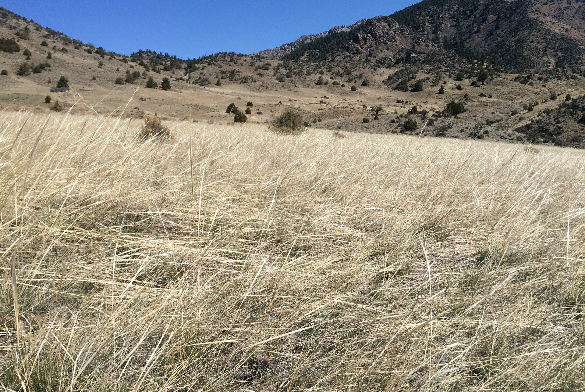Fotografia prezentuje łąkę pokrytą jasnożółtą suchą trawą, ostnicą. W tle pagórki porośnięte pojedynczymi niskimi drzewami.