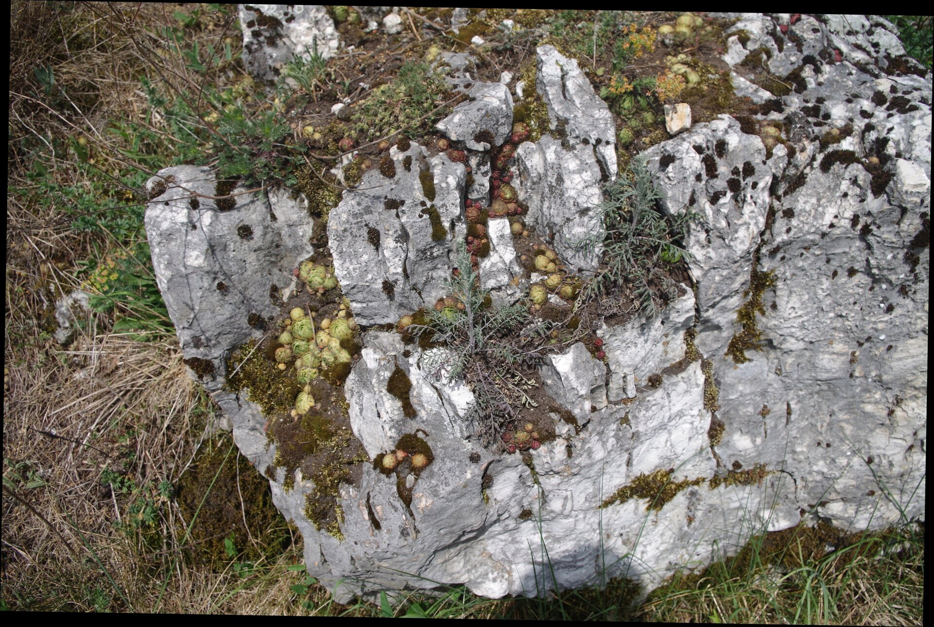 Na zdjęciu biała, spękana skała. Między pęknięciami ziemia i rosnąca na niej murawa składająca się z porostów.