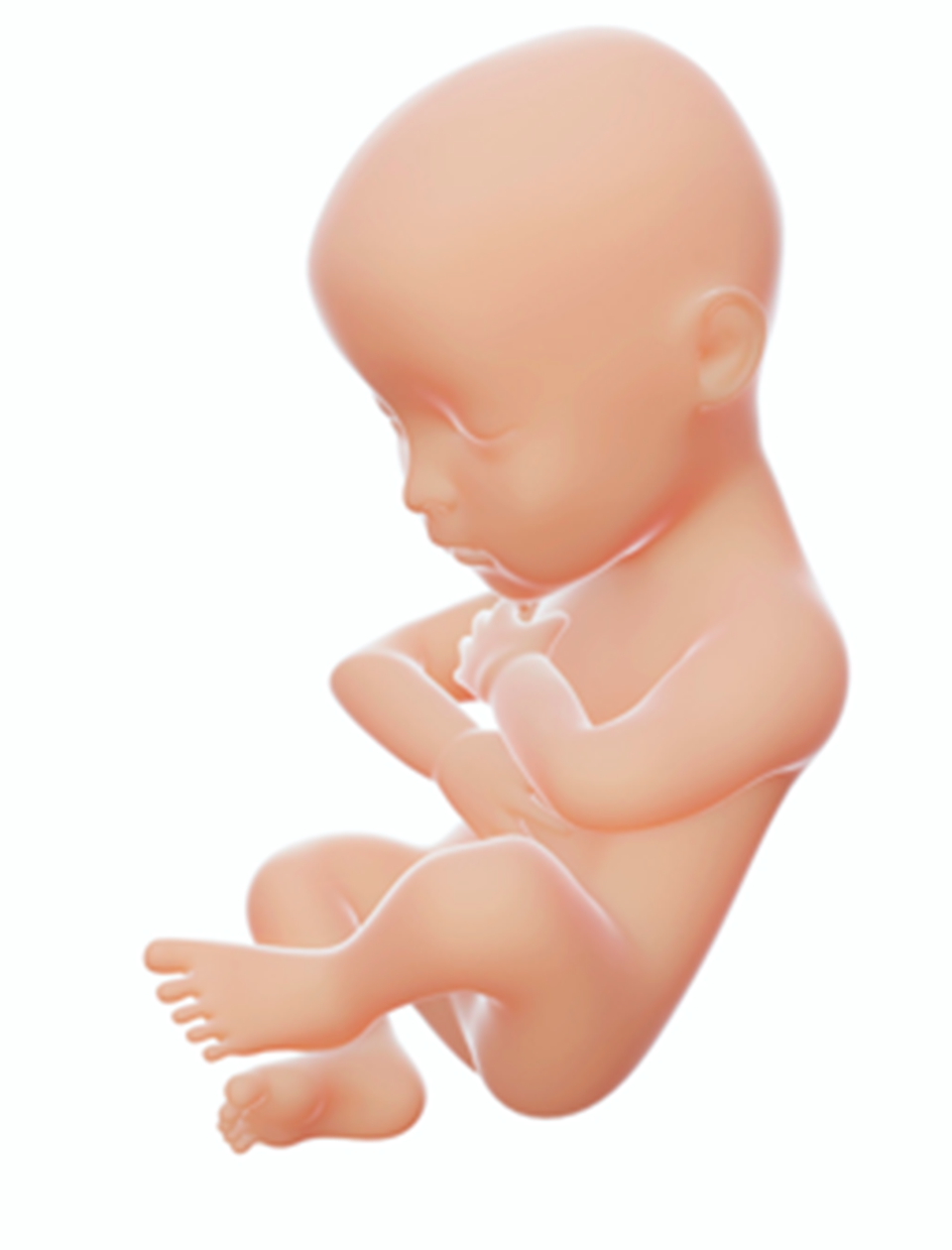 Ilustracja przedstawia dziecko w ósmym miesiącu ciąży. Ma 45–50 cm długości i waży 2,5 kg. Posiada tułów, ręce, nogi, głowa zaczyna przybierać normalne proporcje. Jest już prawie gotowe do porodu.  