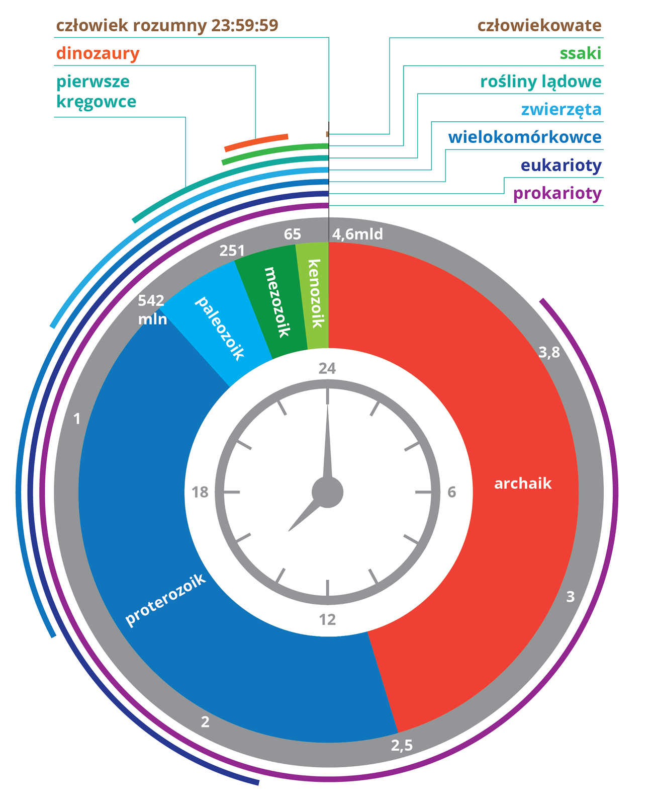 Schemat przedstawia zegar biologiczny. Pokazuje on poszczególne okresy w historii Ziemi jako 24 godziny w dobie. Pierwszy okres, czyli archaik trwał od 4,6 miliardów lat do 2,5 miliarda. Z kolei proterozoik trwał od 2,5 miliarda do 542 milionów lat. Kolejna era - paleozoik trwała od 542 milionów do 251 milionów lat wstecz, mezozoik od 251 do 65 milionów, a kenozoik od 65 milionów do dziś. Dookoła zegara znajdują się linie obrazujące, kiedy pojawiły się dane gatunki zwierząt. Ze schematu wynika, że prokarioty pojawiły się ponad 3,8 miliarda lat temu, eukarioty ponad 2 miliardy lat temu, wielokomórkowce pojawiły się około 1,5 miliarda lat temu, a zwierzęta niecały miliard lat temu. Rośliny lądowe powstały około 500 milionów lat temu, tak samo pierwsze kręgowce, ssaki z kolei około 200 miliardów lat temu. Dinozaury żyły w okresie od około 200 do 65 milinów lat temu. Człowiekowate zajmują ostatnie minuty zegara biologicznego Ziemi, a człowiek rozumny pojawił się w godzinie 23:59 w 59 sekundzie.
