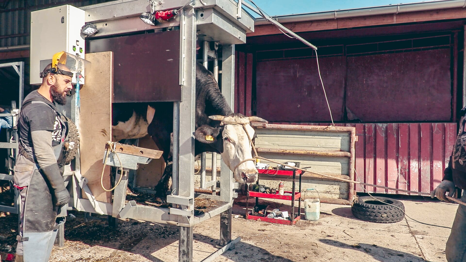 Zdjęcie przedstawia krowę, która wprowadzana jest do klatki poskromowej. Klatka poskromowa to stalowa konstrukcja z podłożem wykonanym z blachy ryflowanej. Zapewnia dostęp do zwierzęcia przy jednoczesnym jego unieruchomieniu. 