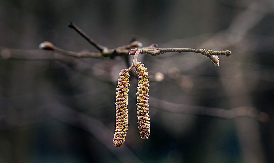 Fotografia przedstawia gałązkę z pączkami liści i dwoma walcowatymi kwiatostanami, tak zwanymi kotkami.