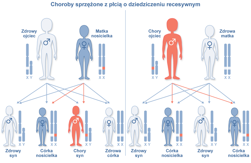 Schemat przedstawia choroby sprzężone z płcią dziedziczeniu recesywnym. Na pierwszym obrazku narysowano zdrowego ojca,  matkę nosicielkę oraz ich potomstwo.  Z tego związku urodzi się zdrowy syn, córka nosicielka, chory syn, zdrowa córka. Na rysunku wskazano że geny zdrowego ojca zostaną przekazane całej czwórce potomstwa. Natomiast gen matki nosicielki zostanie przekazany dwójce z całego potomstwa. Przy czym jedno dziecko będzie nosicielem, a drugie dziecko będzie chore.     Na drugim obrazku narysowano chorego ojca, zdrową matkę oraz ich potomstwo. Z tego związku urodzi się dwóch zdrowych synów oraz dwie córki nosicielki. Na rysunku wskazano że geny zdrowego ojca zostaną przekazane całej czwórce potomstwa. Natomiast geny chorego ojca zostaną przekazane dwóm córkom nosicielkom i dwóm zdrowym synom.  