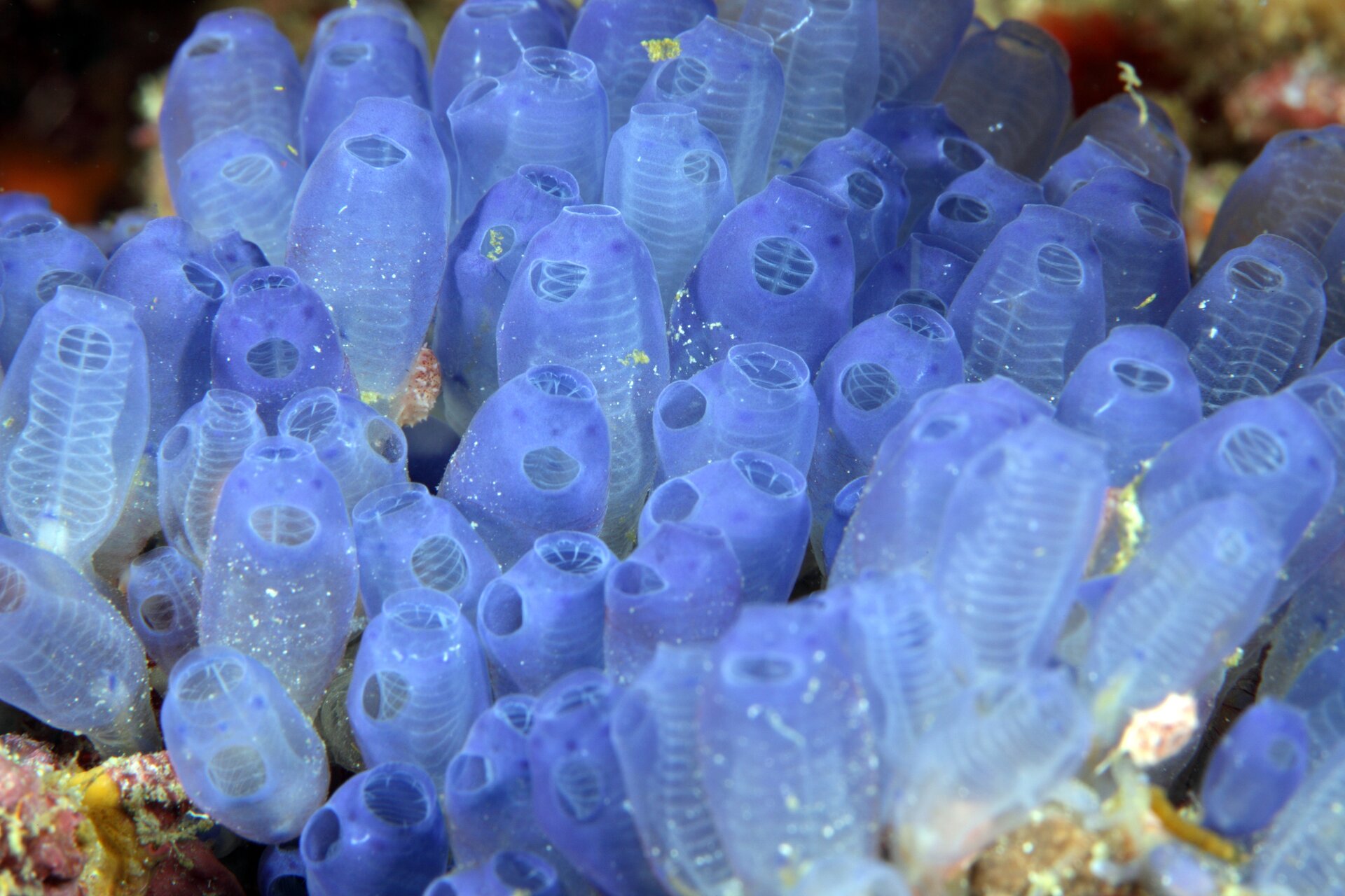 Zdjęcie przedstawia kolonię osłonic żyjącą w środowisku wodnym. Mają rurkowaty kształt, w środku mają drugą, karbowaną rurkę. Są półprzezroczyste, o niebieskawym odcieniu. Każda z osłonic posiada zwężenie na zakończeniu.  