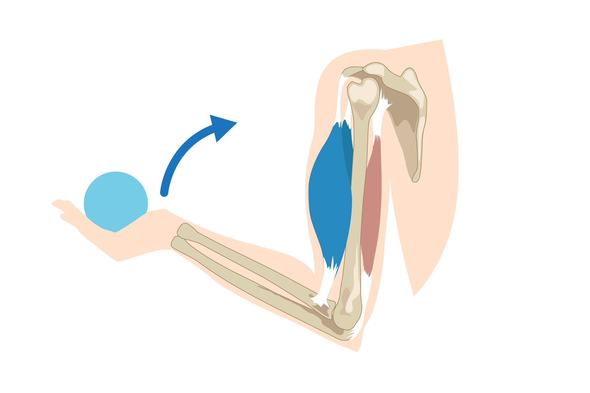 Schemat przedstawia kończynę górną człowieka: Widoczne są łopatka, kość ramienna i kości przedramienia. Przy kości ramiennej widać dwa mięśnie. Przedni jest niebieski i gruby, tylny czerwony i cienki. W dłoni widać niebieską piłkę. Strzałka nad dłonią wskazuje zginający ruch ręki, polegający na przyciągnięciu dłoni i kości przedramienia do kości ramiennej.