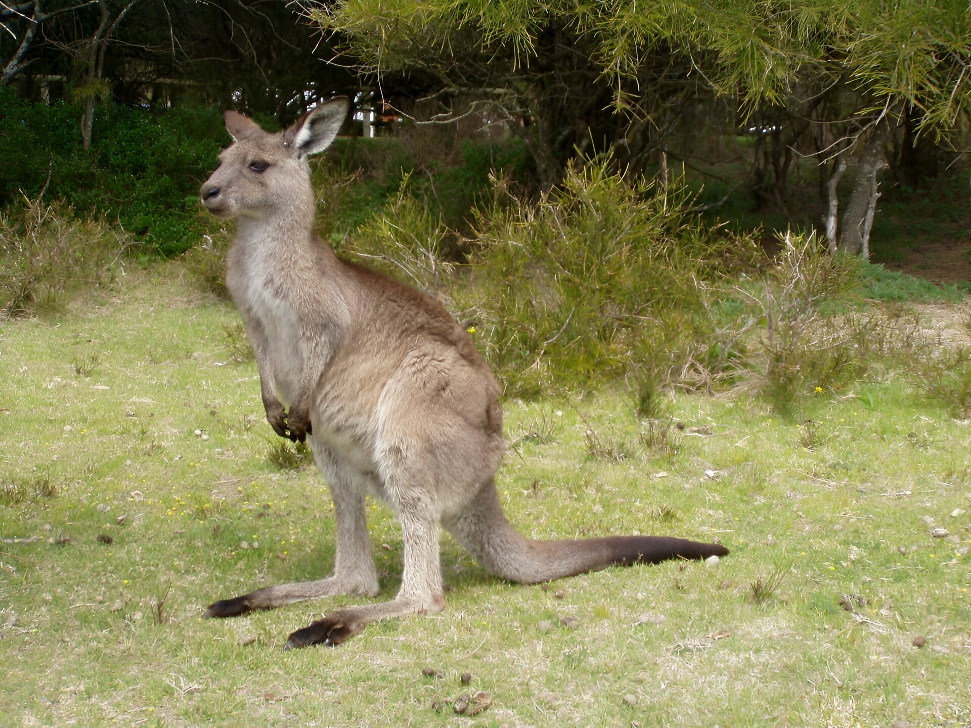Zdjęcie przedstawia zwierzę stojące wśród zielonej trawy. Z tyłu widać pojedyncze krzewy i drzewa. Zwierzę ma jasnobrązową sierść, małą głowę, długi ogon, krótkie przednie łapy i stoi na długich tylnych łapach.