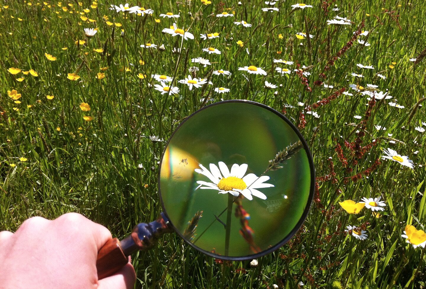 Fotografia przedstawia łąkę pełną trawy i kwiatów. Na pierwszym planie ujęto fragment dłoni trzymającej lupę. Dzięki lupie widzimy powiększony obraz kwiatka.