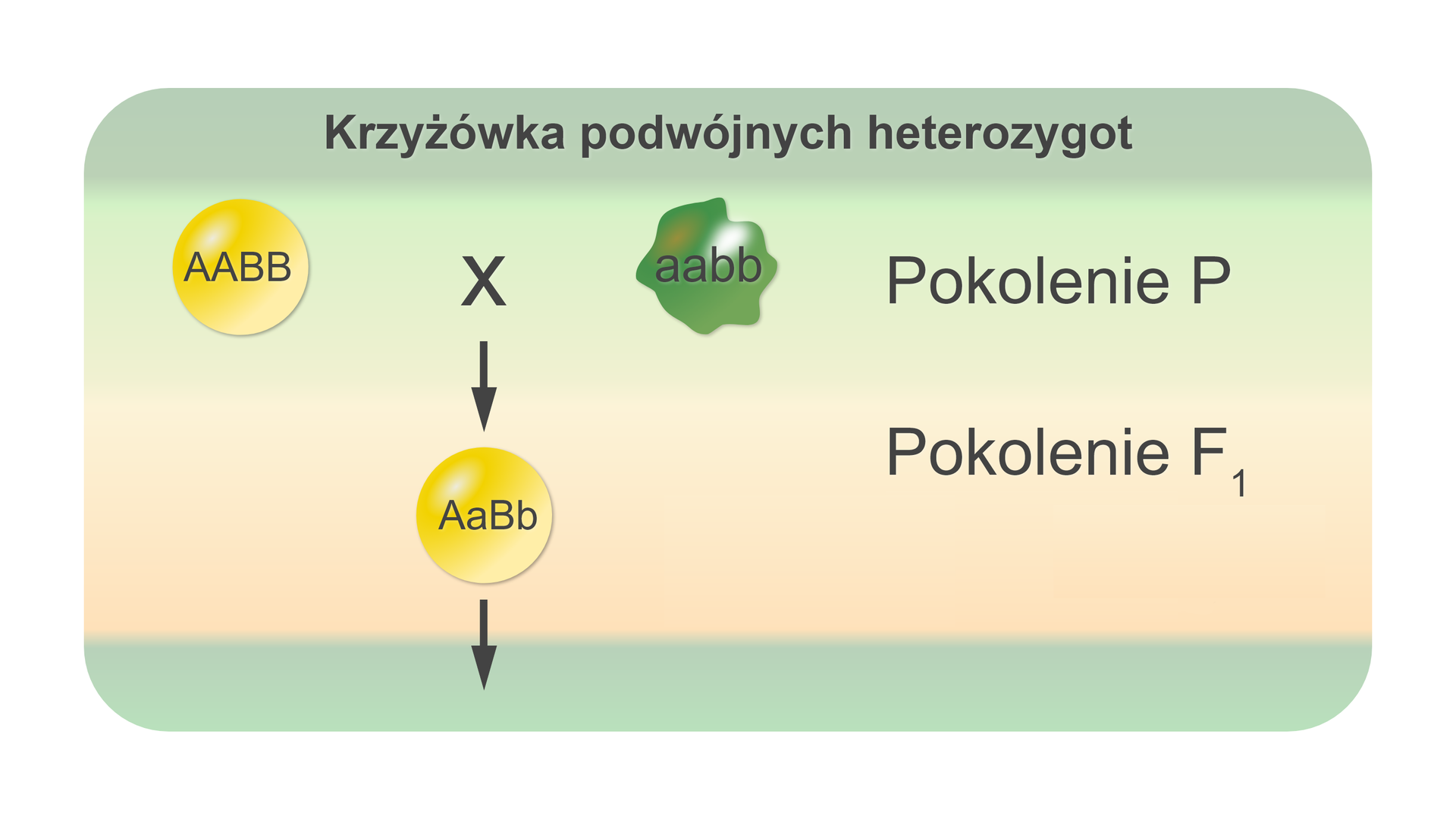 Ilustracja przedstawia krzyżówkę podwójnych heterozygot. Na ilustracji znajduje się napis AABB (zapisane wielkimi literami) na żółtej kulce x aabb (zapisane małymi literami) na zielonej kulce o nieregularnej otoczce. To pokolenie P. Od x prowadzi strzałka w dół do żółtej kulki z genotypem AaBb (zapisane wielką literą A, małą literą a, wielka literą B i małą literą b). To pokolenie F1. Od żółtej kulki o genotypie AaBb (zapisane wielką literą A, małą literą a, wielka literą B i małą literą b) prowadzi strzałka w dół.