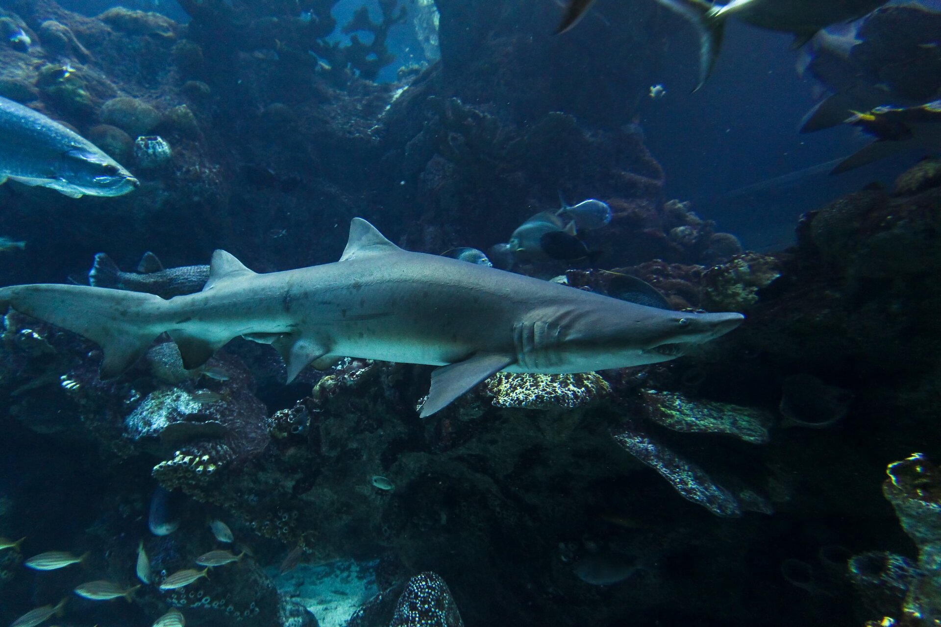 Na planszy widoczny jest tawrosz piaskowy w ciemno‑niebieskim akwenie. Ma on wydłużone, szaro‑białe ciało, z dużą płetwą ogonową i stojącą płetwą grzbietową, a także spłaszczoną głowę z małymi oczami. W tle widoczna jest rafa koralowa oraz różne gatunki ryb.